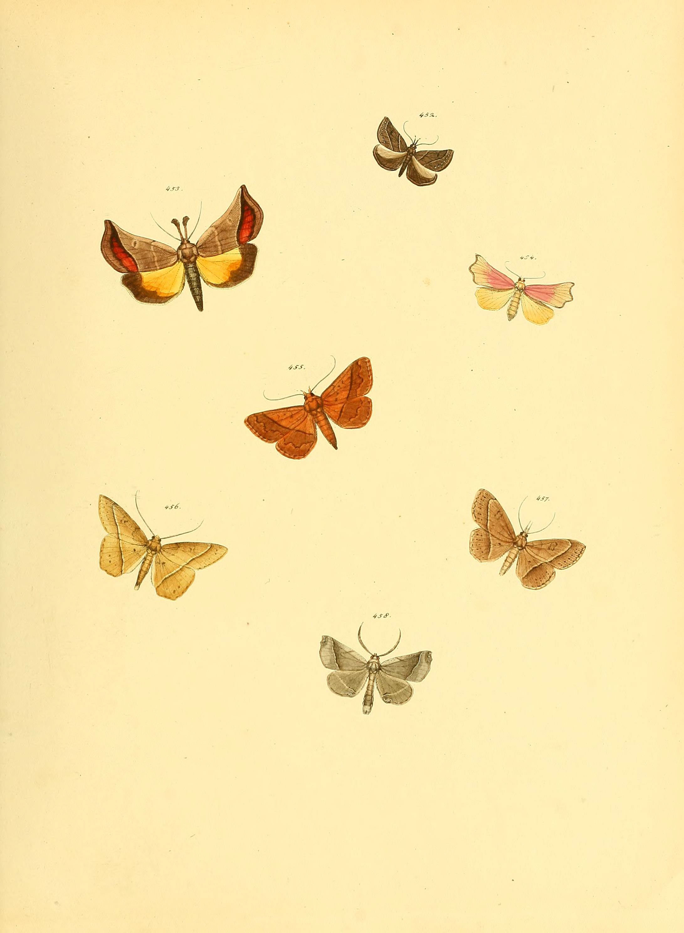 Sammlung neuer oder wenig bekannter aussereuropäischer Schmetterlinge (Plate 102) (6139910049)