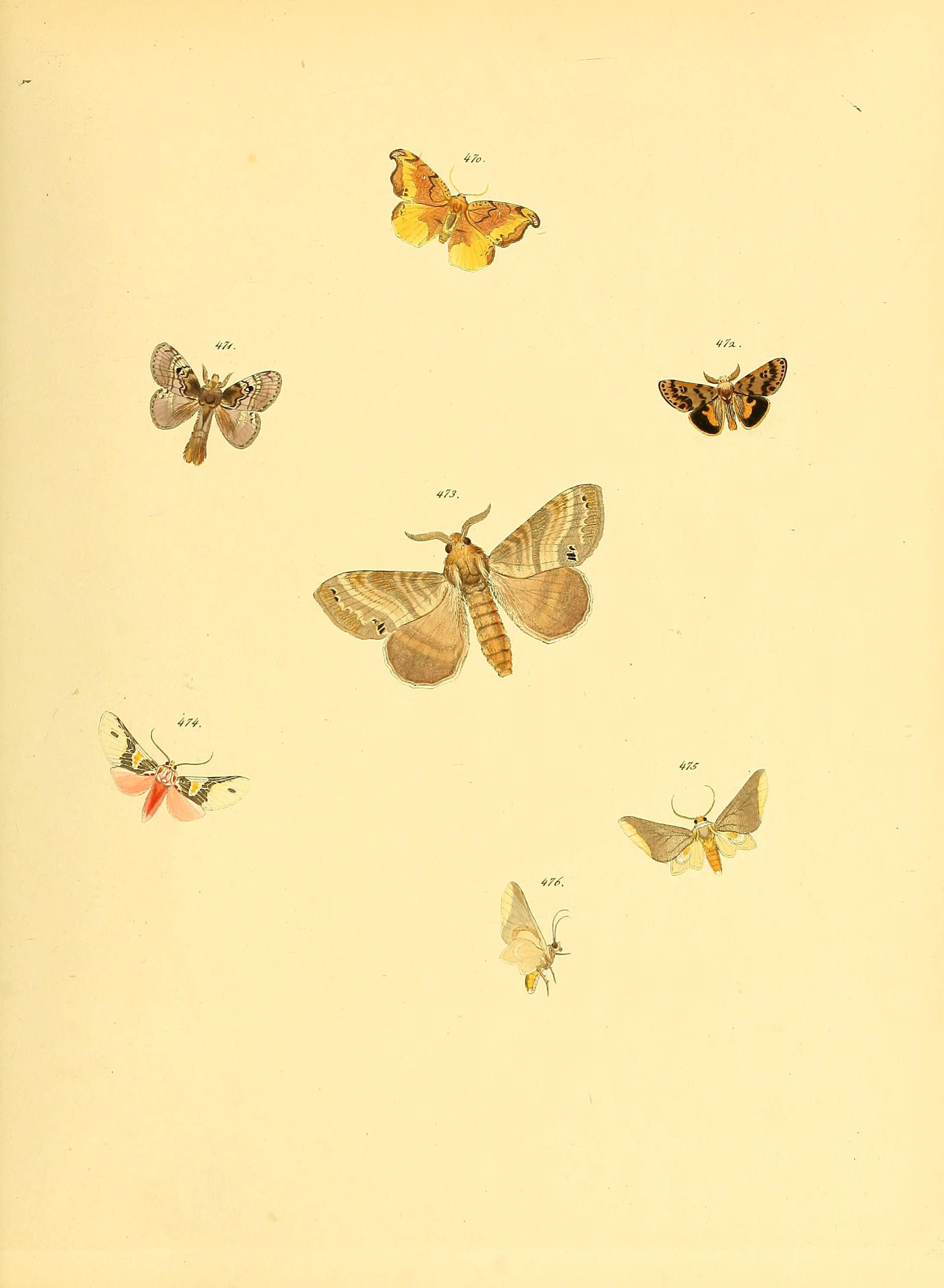 Sammlung neuer oder wenig bekannter aussereuropäischer Schmetterlinge (Plate 105) (6139911001)