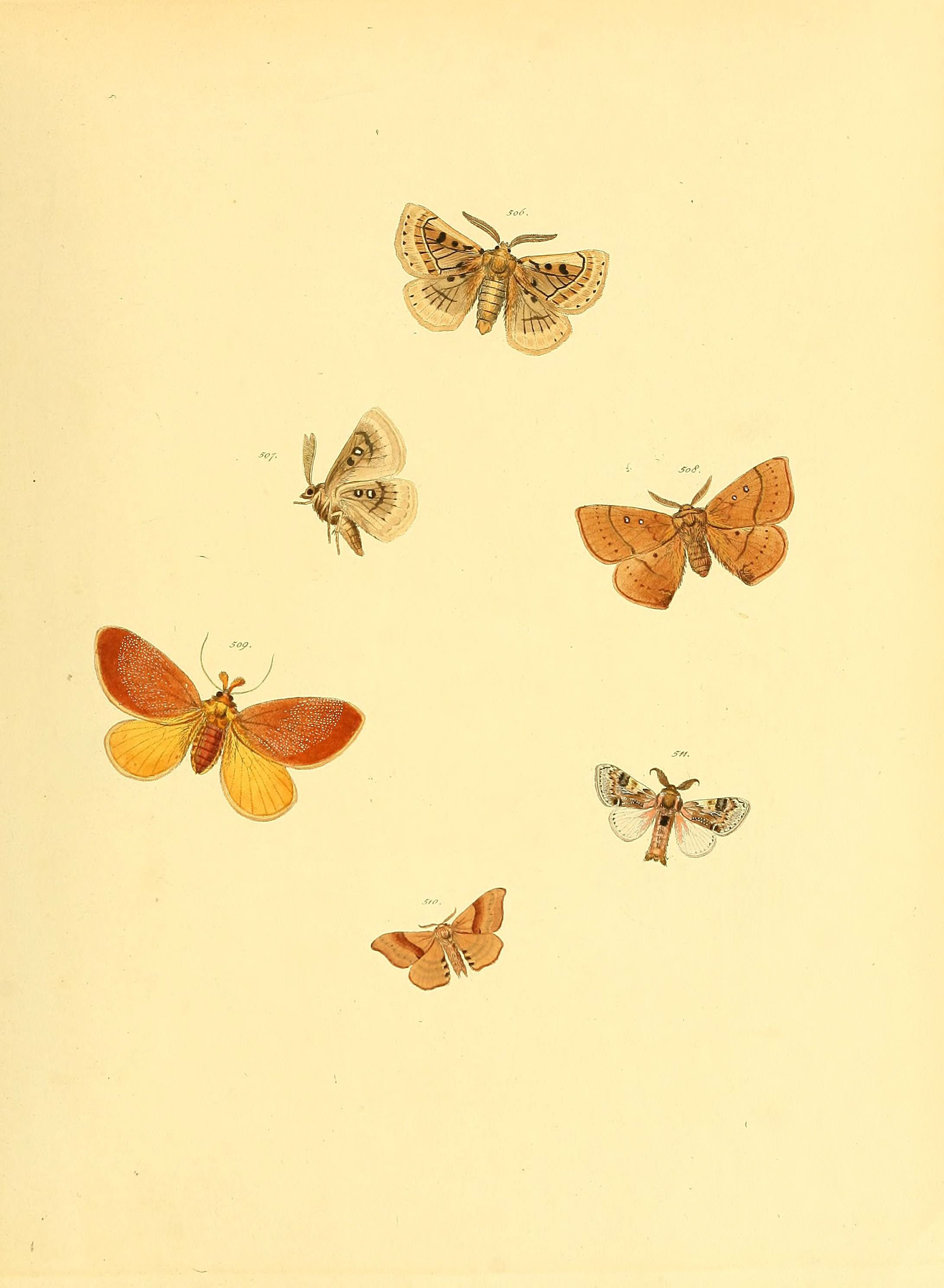 Sammlung neuer oder wenig bekannter aussereuropäischer Schmetterlinge (Plate 112) (6140465220)