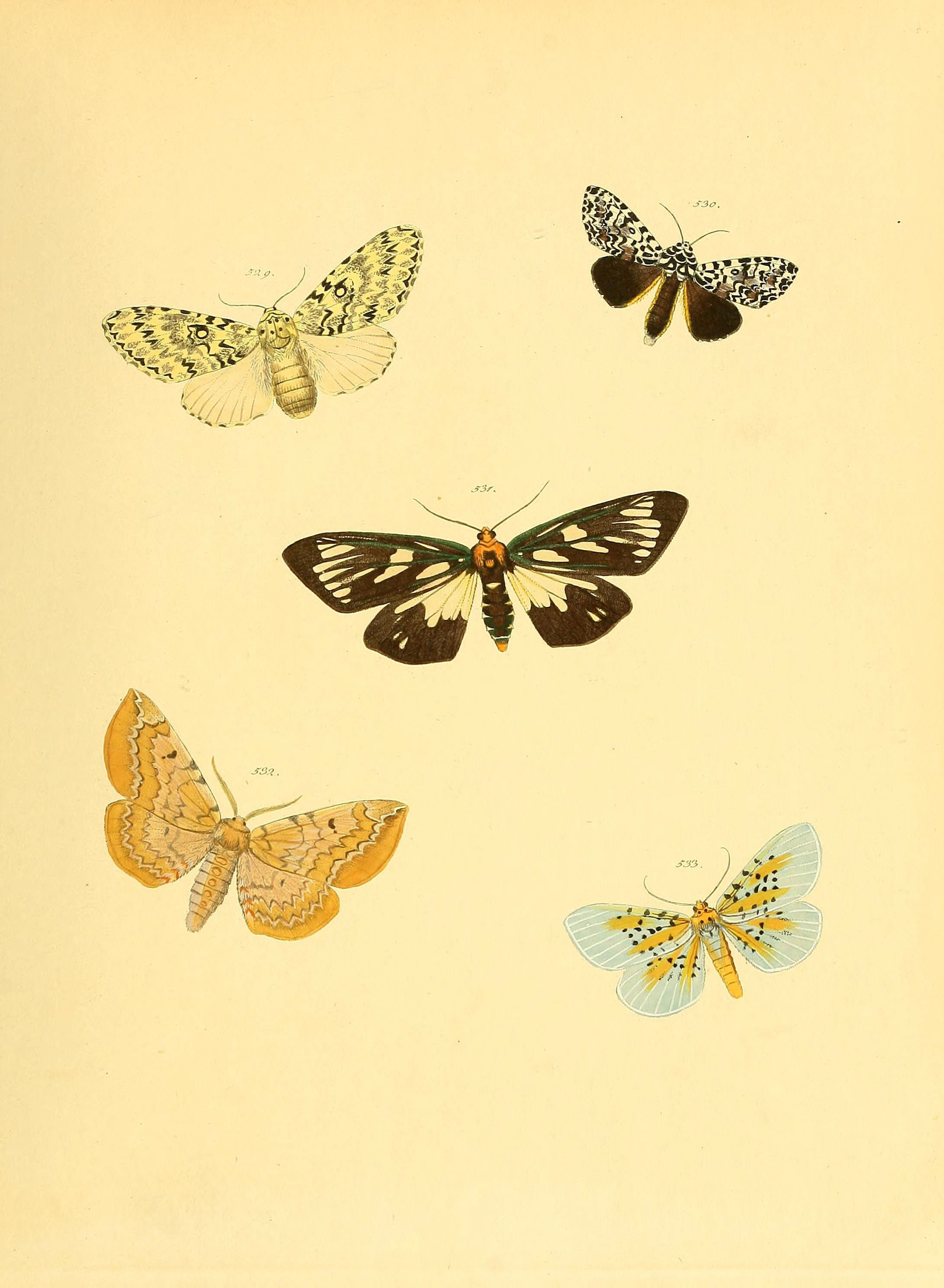 Sammlung neuer oder wenig bekannter aussereuropäischer Schmetterlinge (Plate 116) (6139914665)