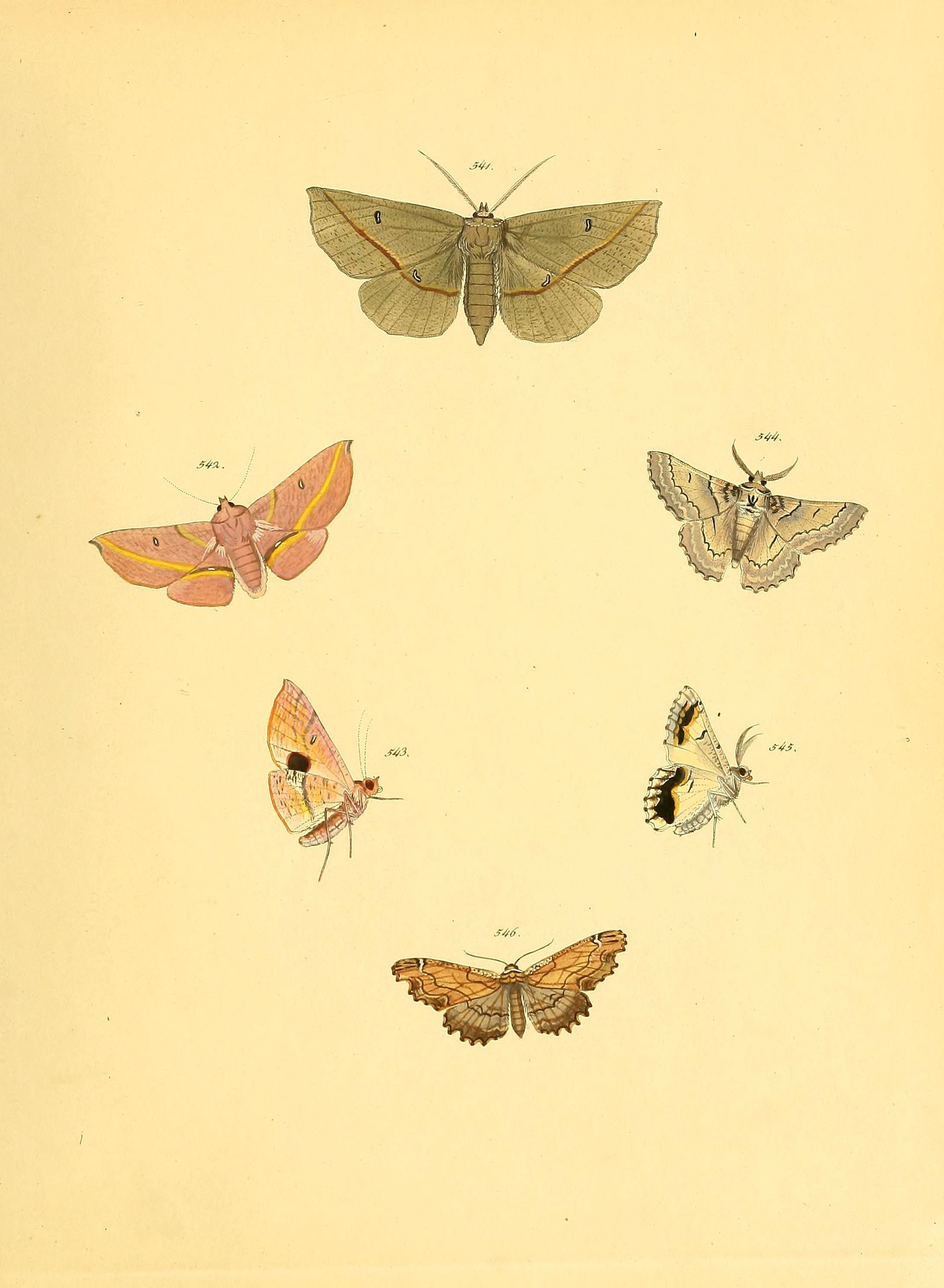 Sammlung neuer oder wenig bekannter aussereuropäischer Schmetterlinge (Plate 118) (6140467422)