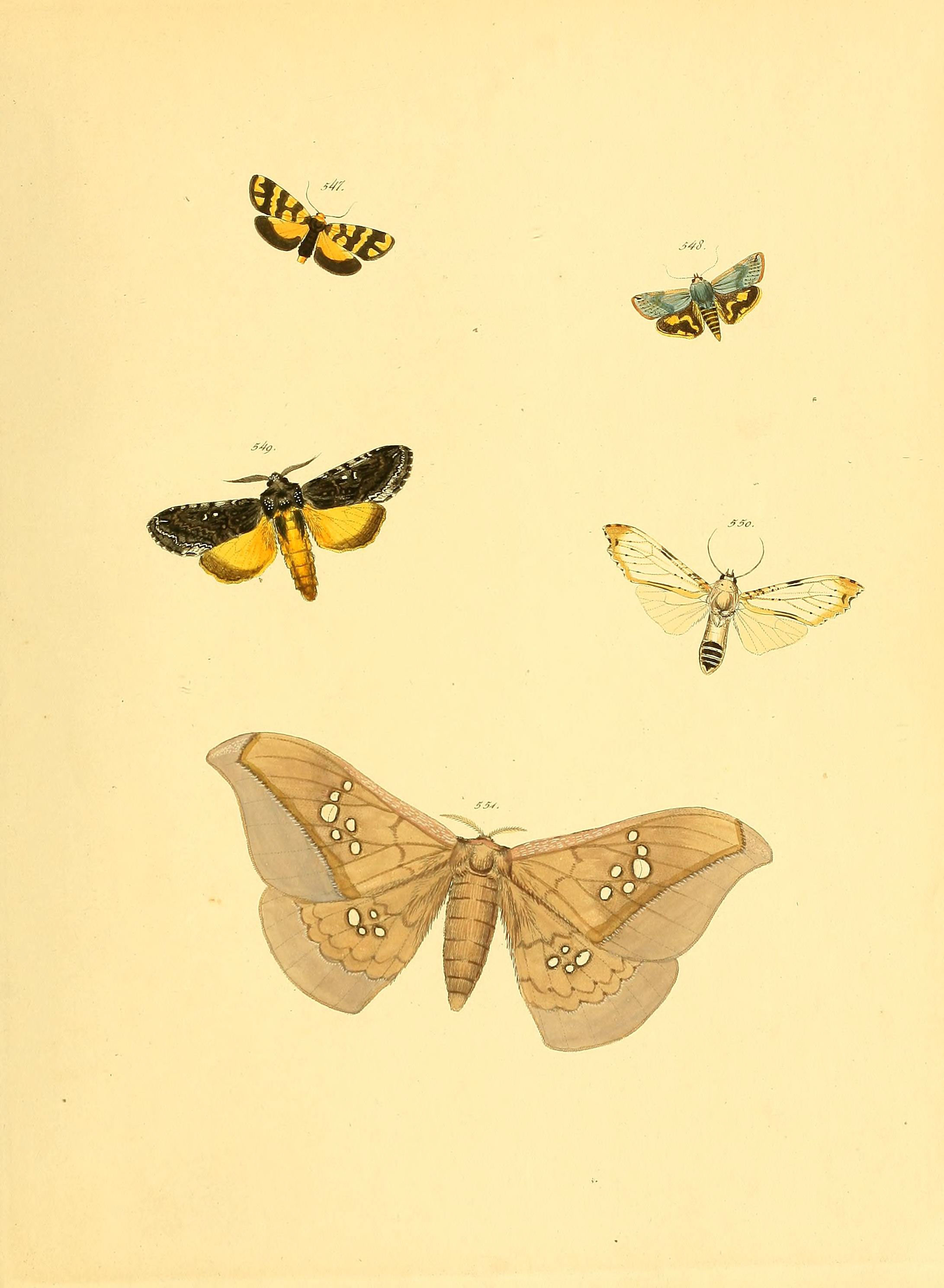 Sammlung neuer oder wenig bekannter aussereuropäischer Schmetterlinge (Plate 119) (6140467786)