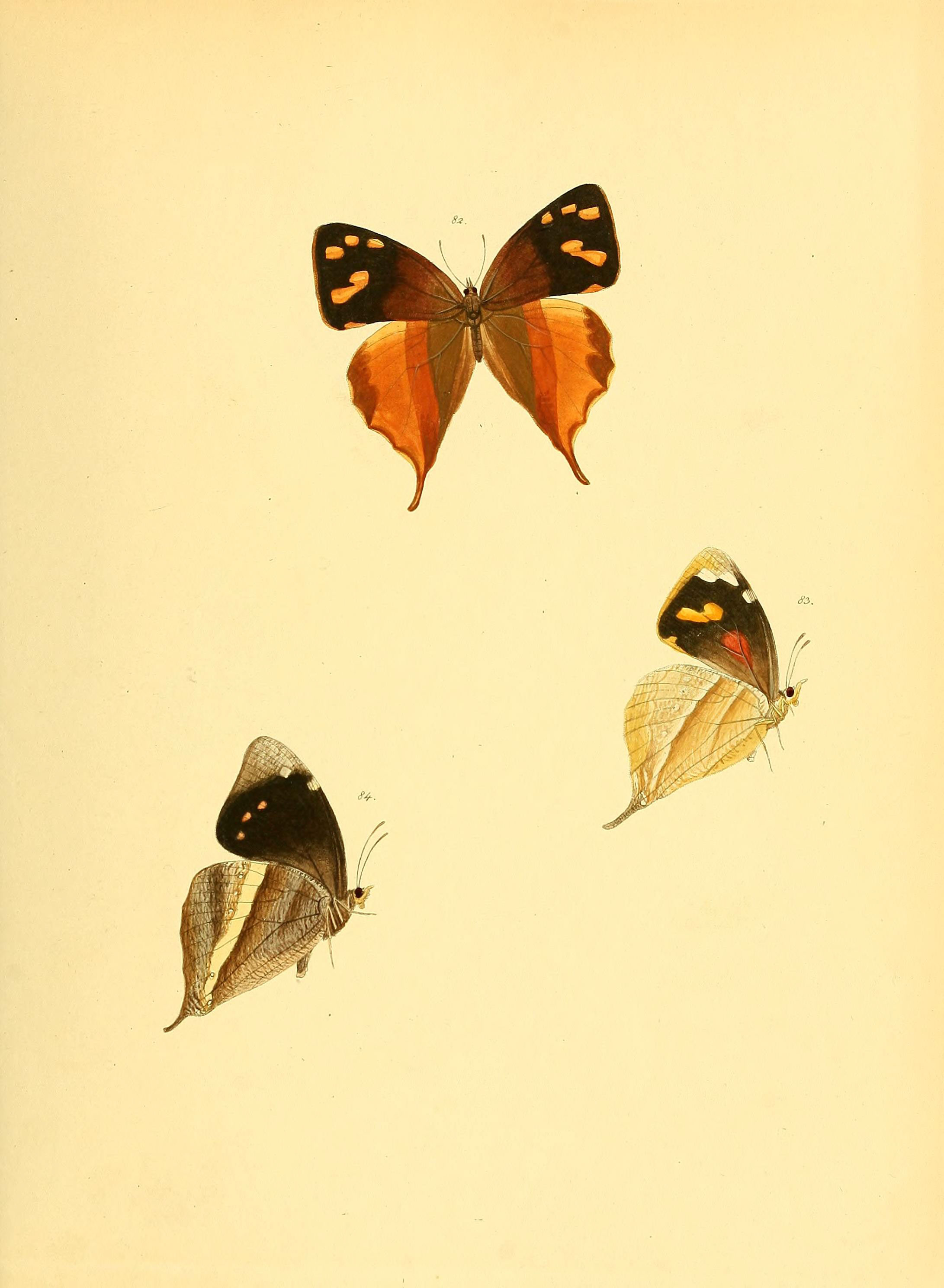 Sammlung neuer oder wenig bekannter aussereuropäischer Schmetterlinge (Plate 19) (6140423620)