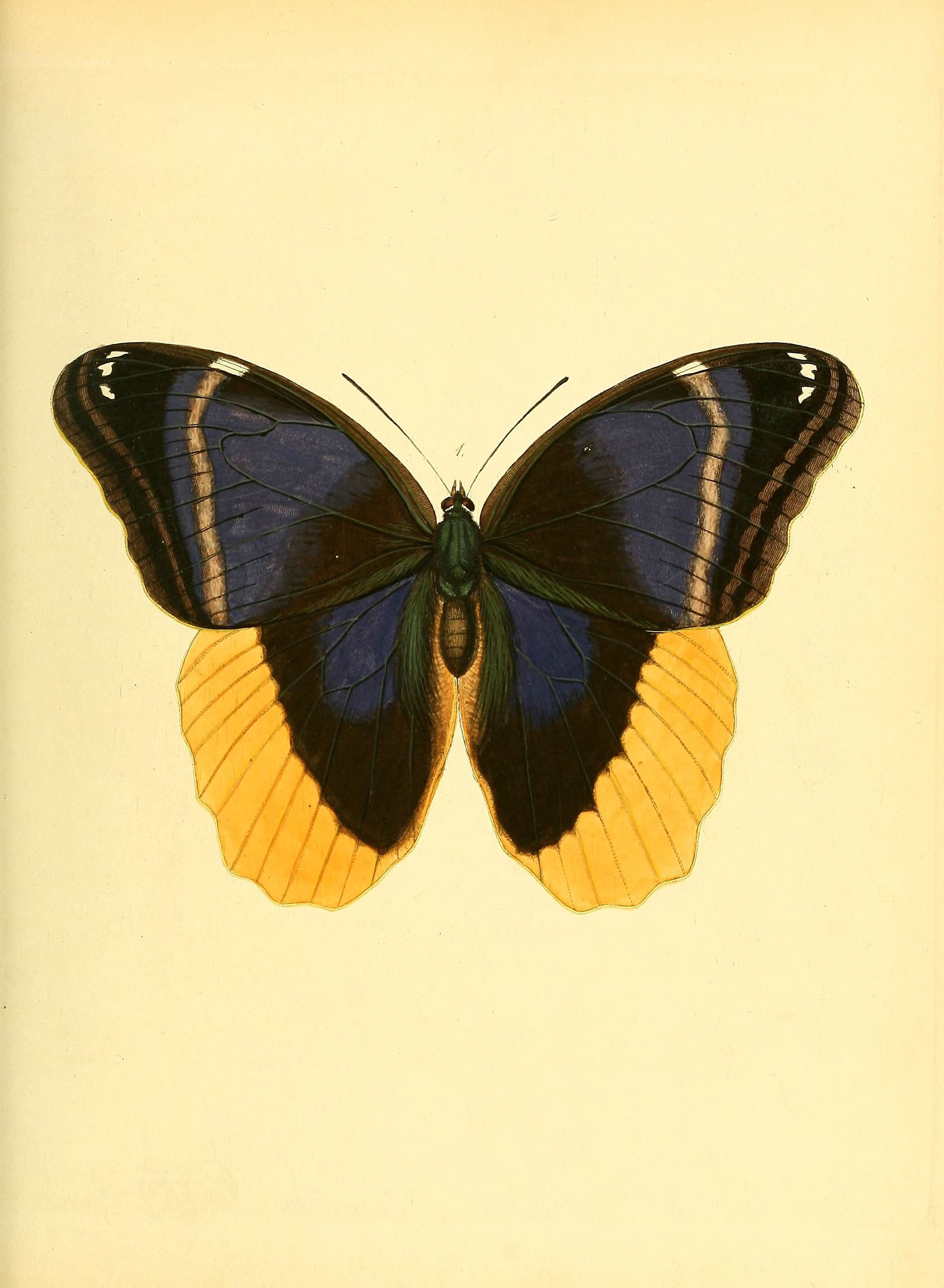 Sammlung neuer oder wenig bekannter aussereuropäischer Schmetterlinge (Plate 1) (6140417992)