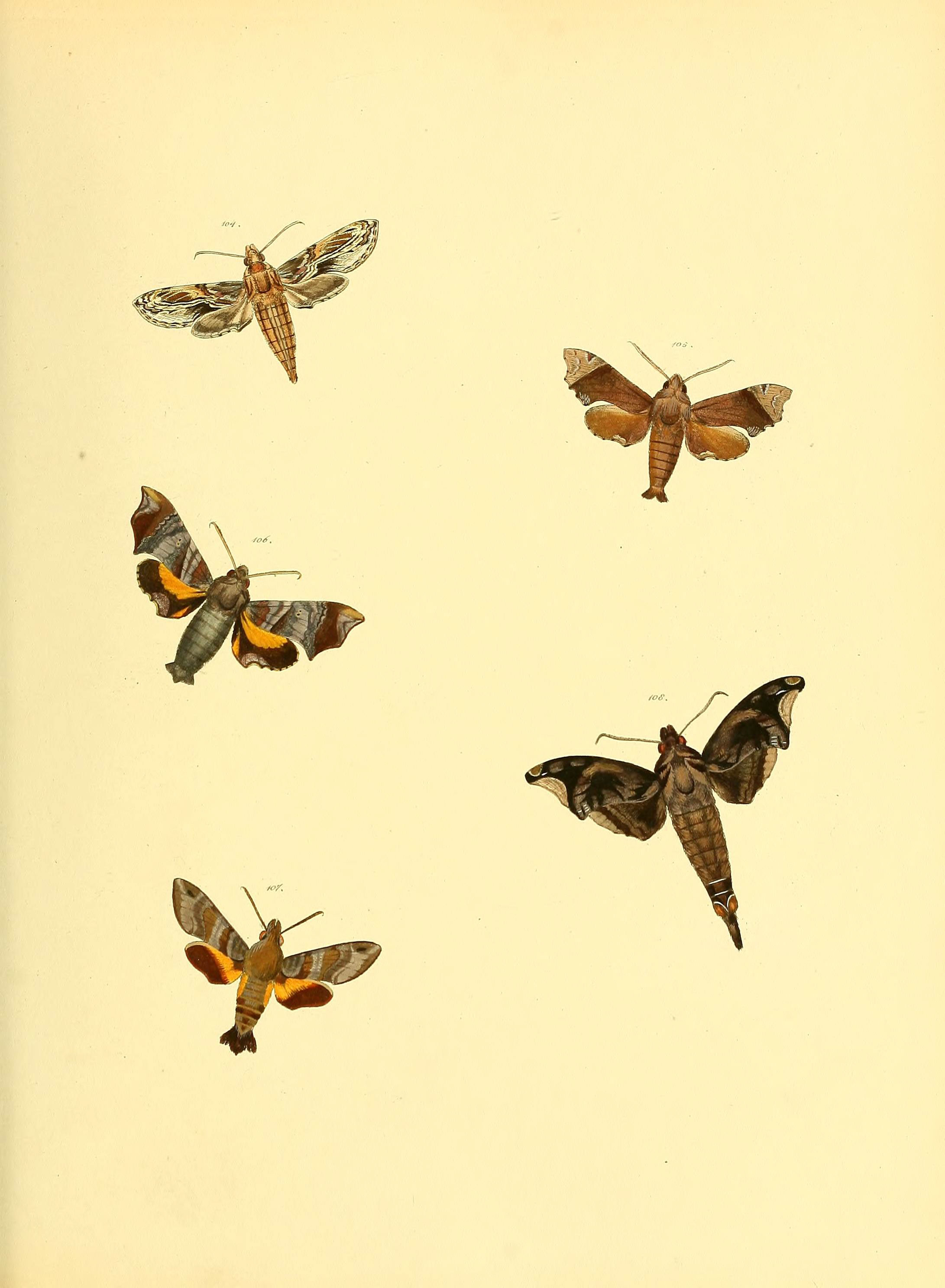 Sammlung neuer oder wenig bekannter aussereuropäischer Schmetterlinge (Plate 46) (6139882199)