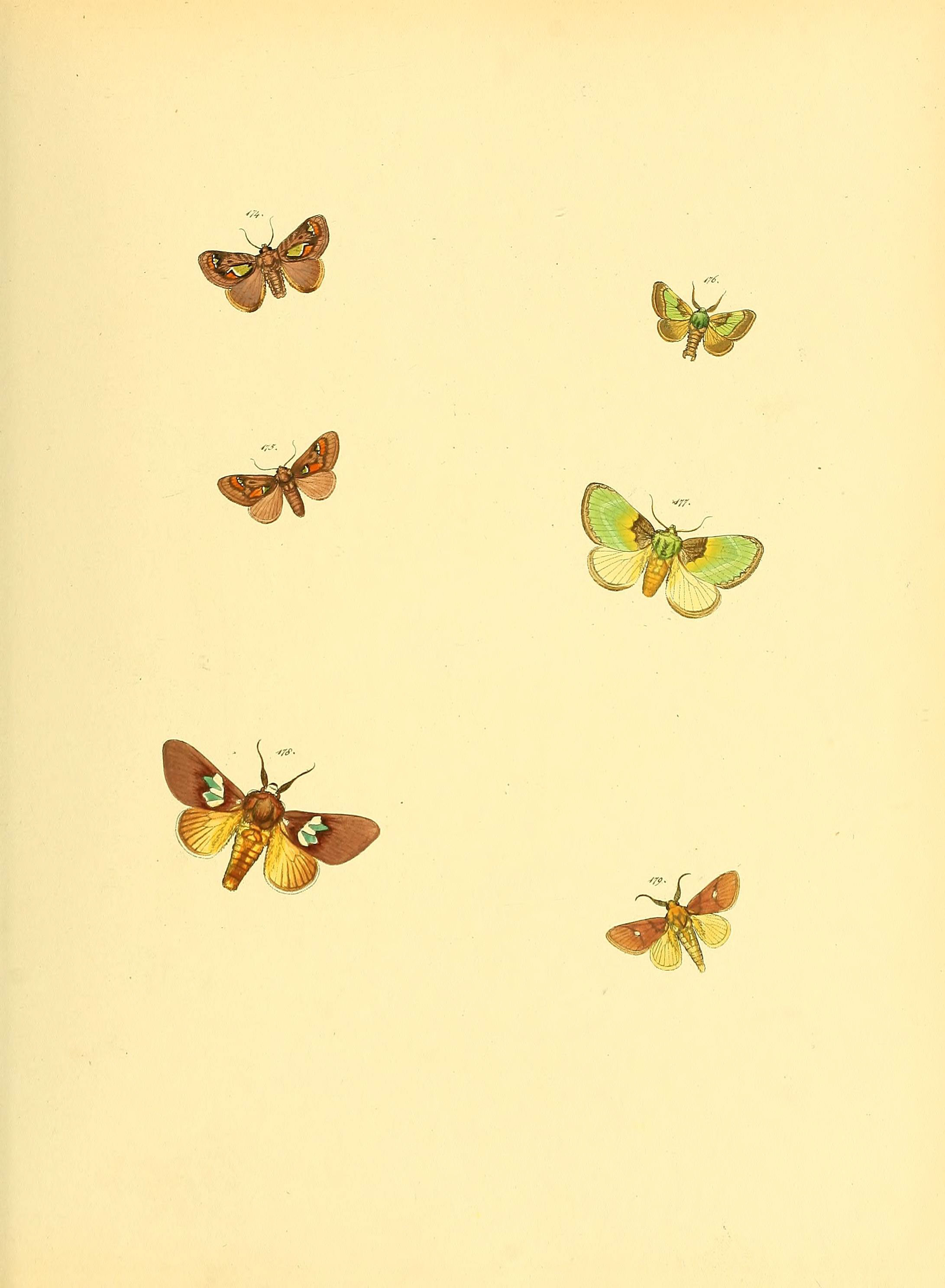 Sammlung neuer oder wenig bekannter aussereuropäischer Schmetterlinge (Plate 60) (6140438004)
