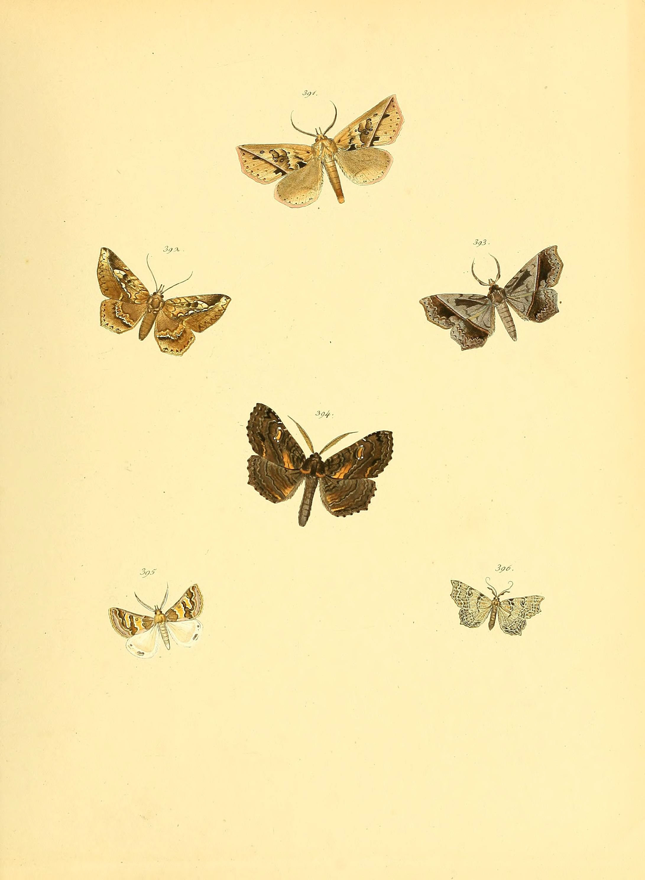 Sammlung neuer oder wenig bekannter aussereuropäischer Schmetterlinge (Plate 92) (6140458672)
