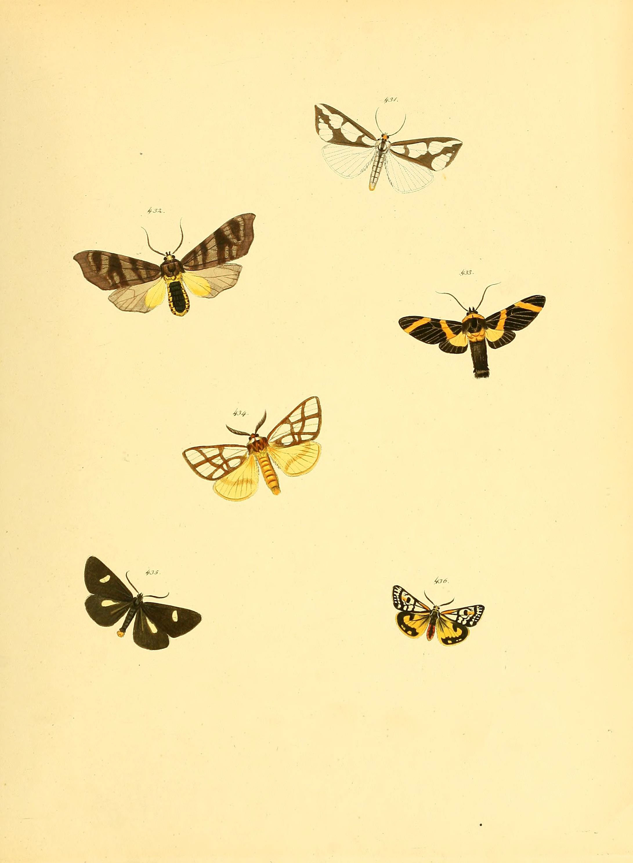 Sammlung neuer oder wenig bekannter aussereuropäischer Schmetterlinge (Plate 98) (6140460226)