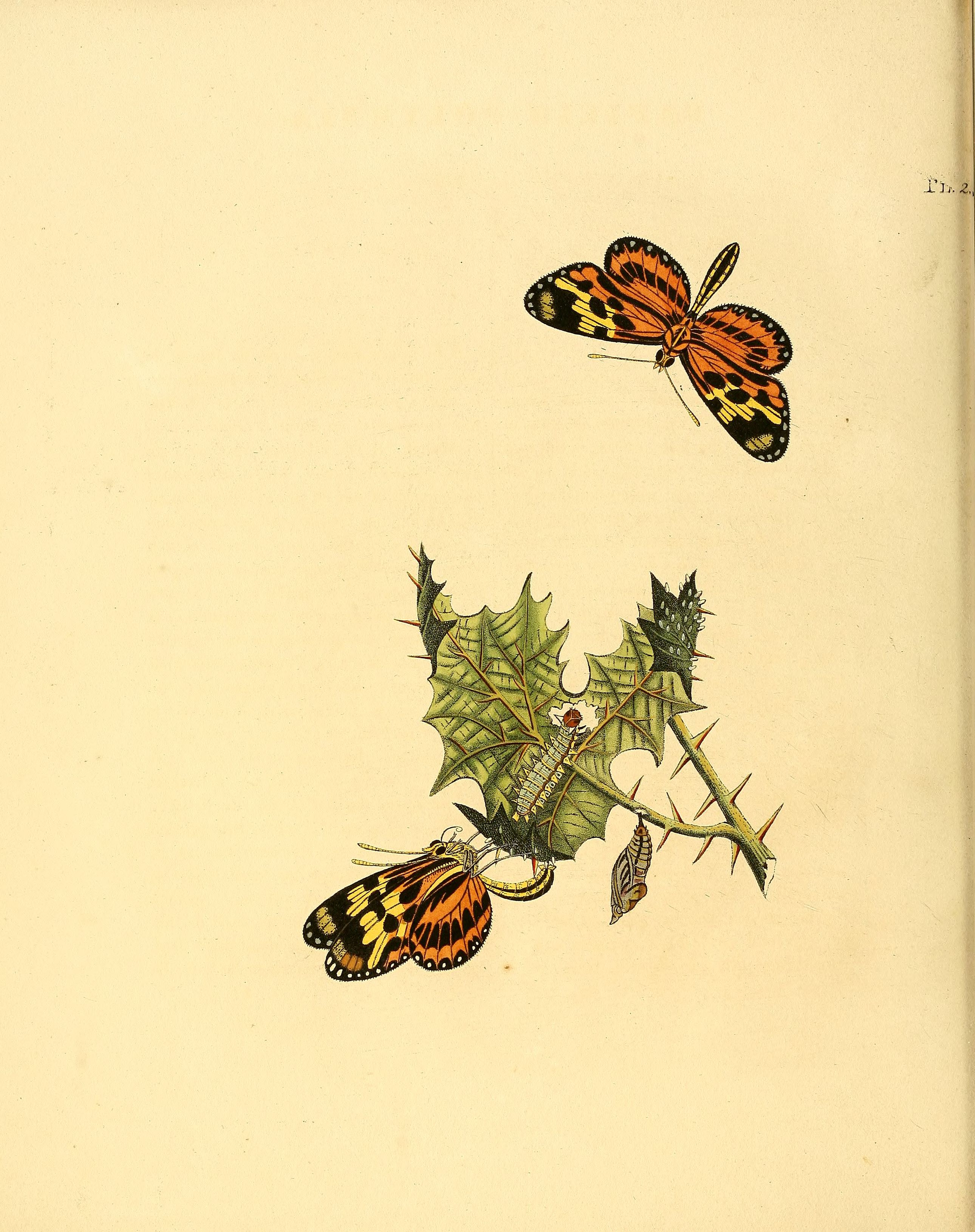 Sepp-Surinaamsche vlinders - pl 002 plate Mechanitis polymnia