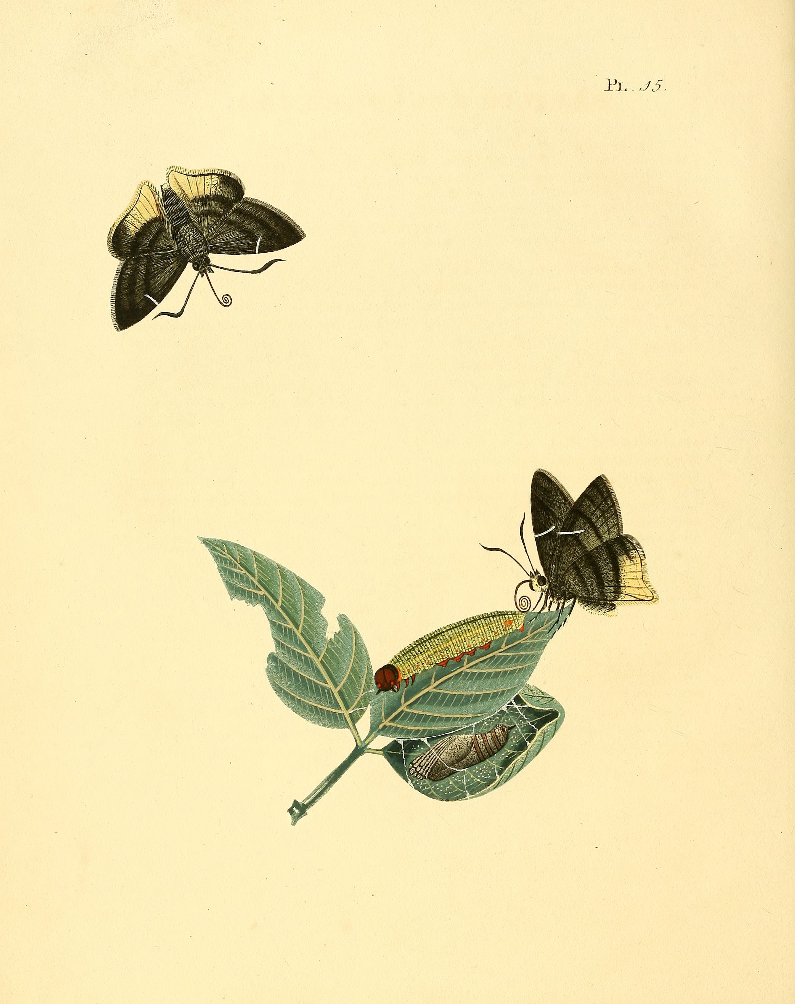 Sepp-Surinaamsche vlinders - pl 015 plate Astraptes anaphus