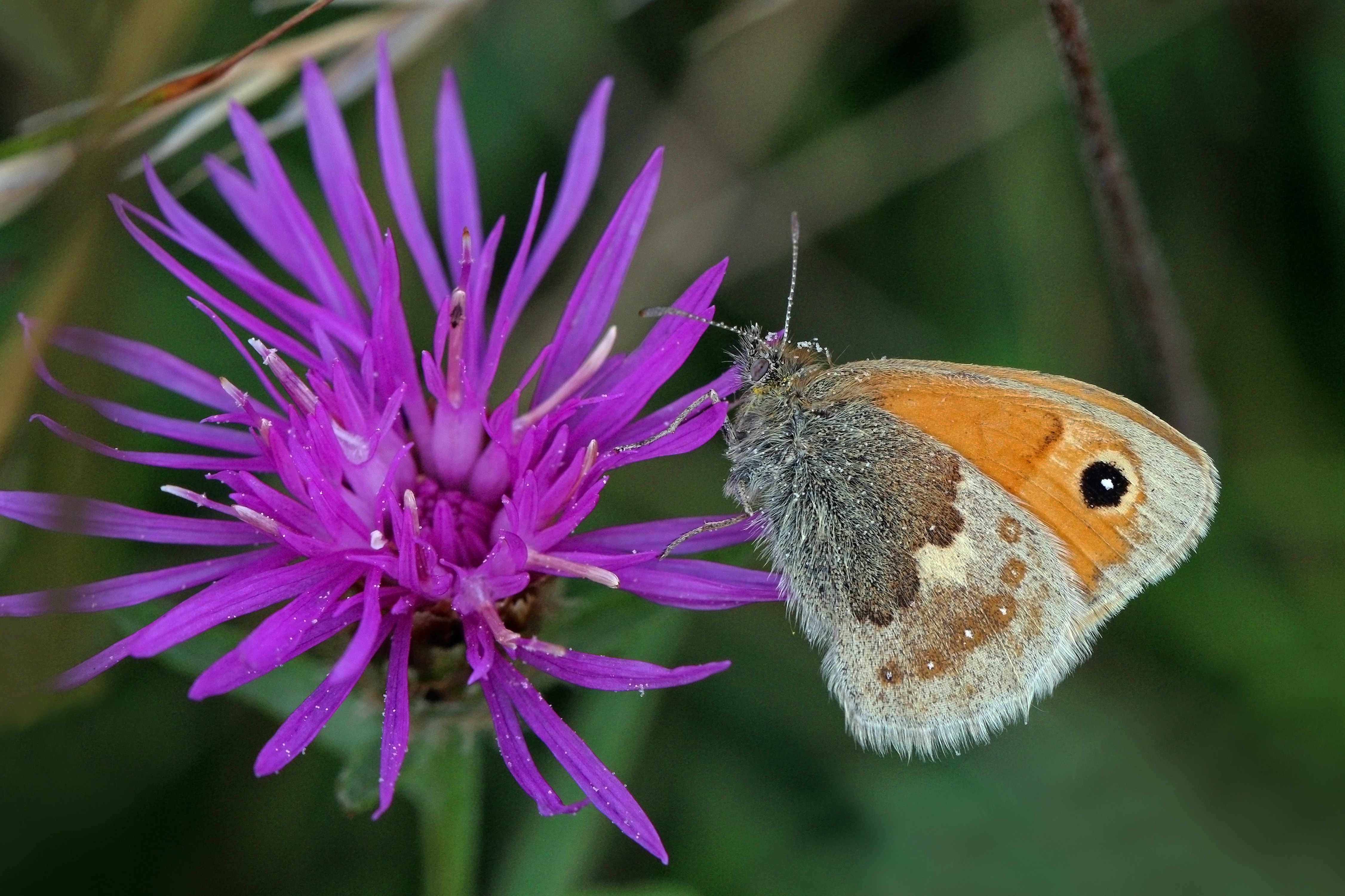 Small heath butterfly (Coenonympha pamphilus) 2