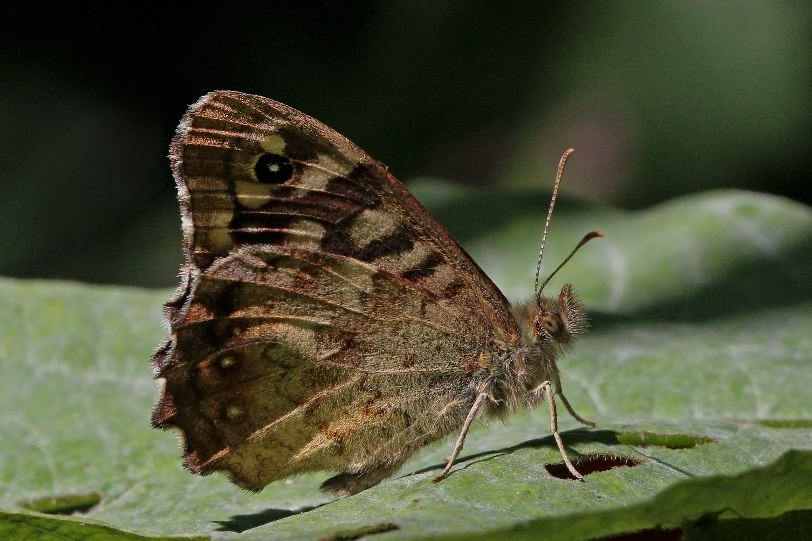 Speckled wood butterfly (Pararge aegeria) male underside 2