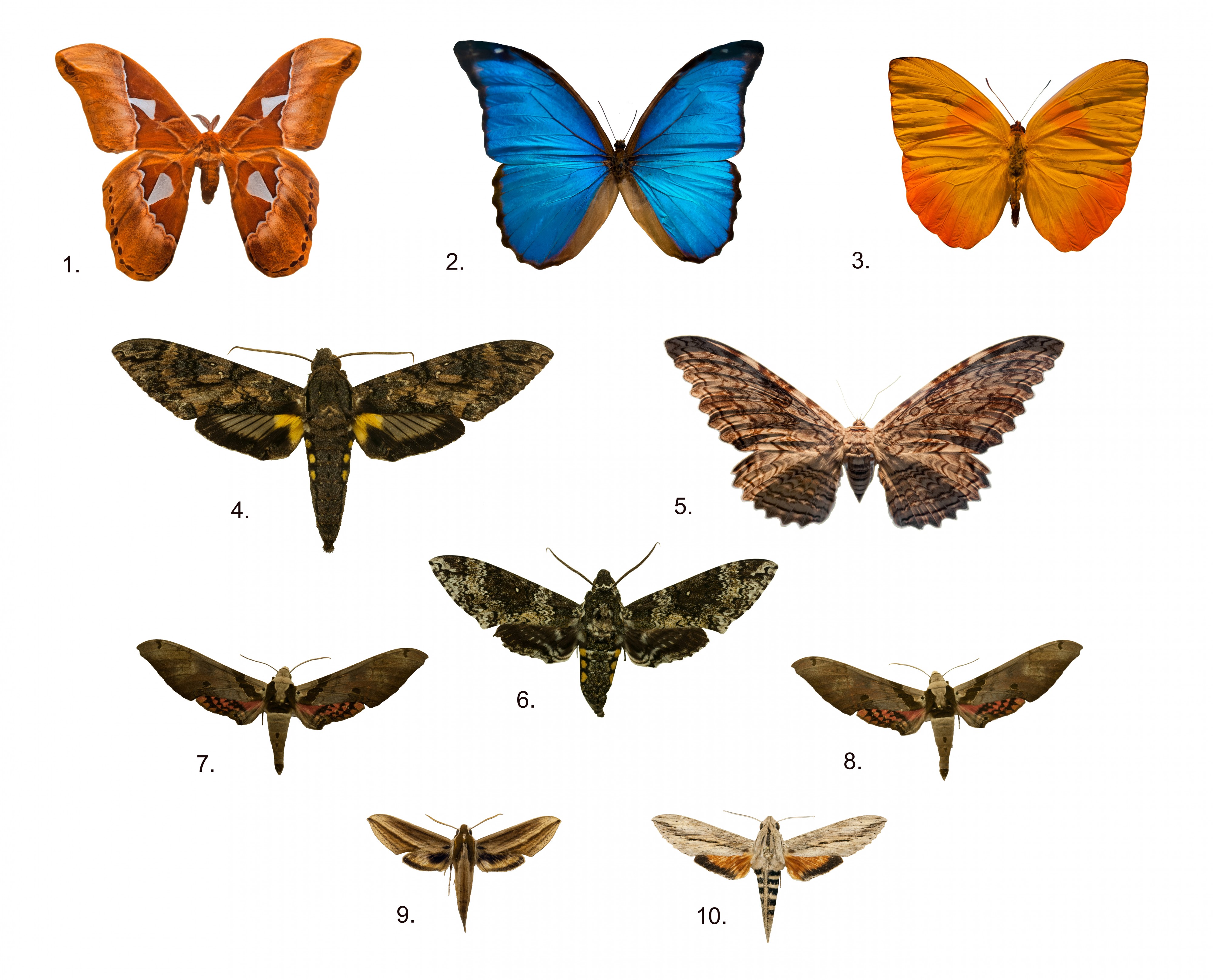 Brazilians butterfly collection, Zoology Museum, University of São Paulo