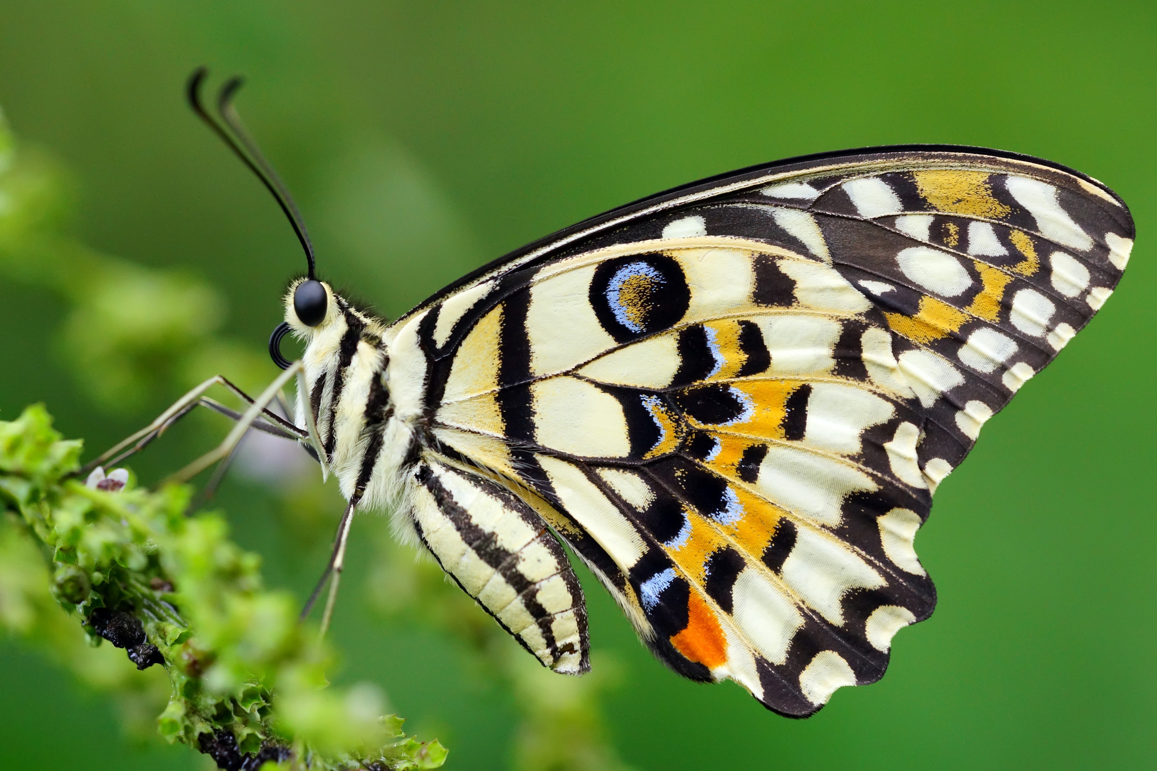 Papilio demoleus demoleus 20130901