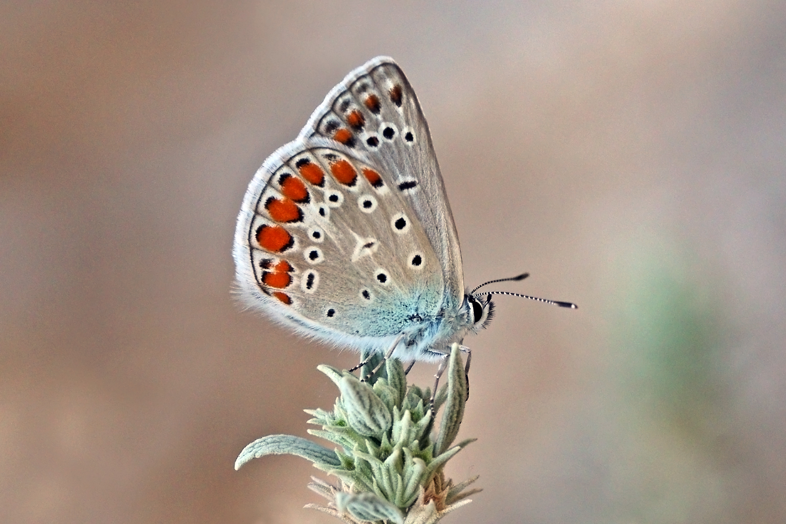 Zephyr blue (Plebejus pylaon pylaon) female Bulgaria