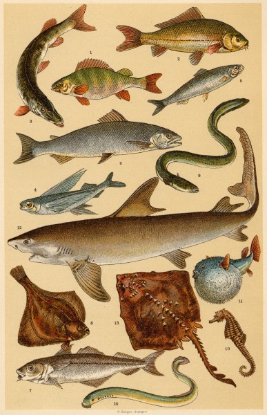 Fishes from Popular Natural History by Henry Scherren