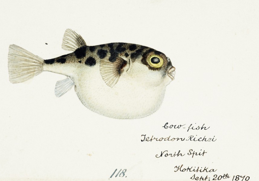 Southern Pacific fishes illustrations by F.E. Clarke 57