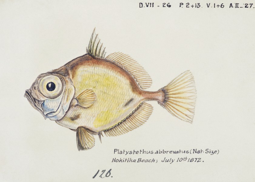 Southern Pacific fishes illustrations by F.E. Clarke 65