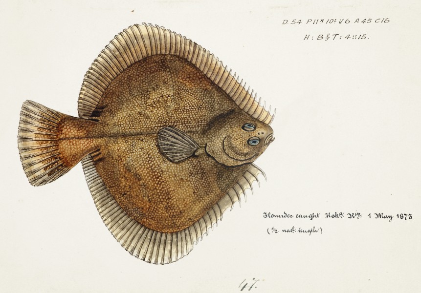 Southern Pacific fishes illustrations by F.E. Clarke 70