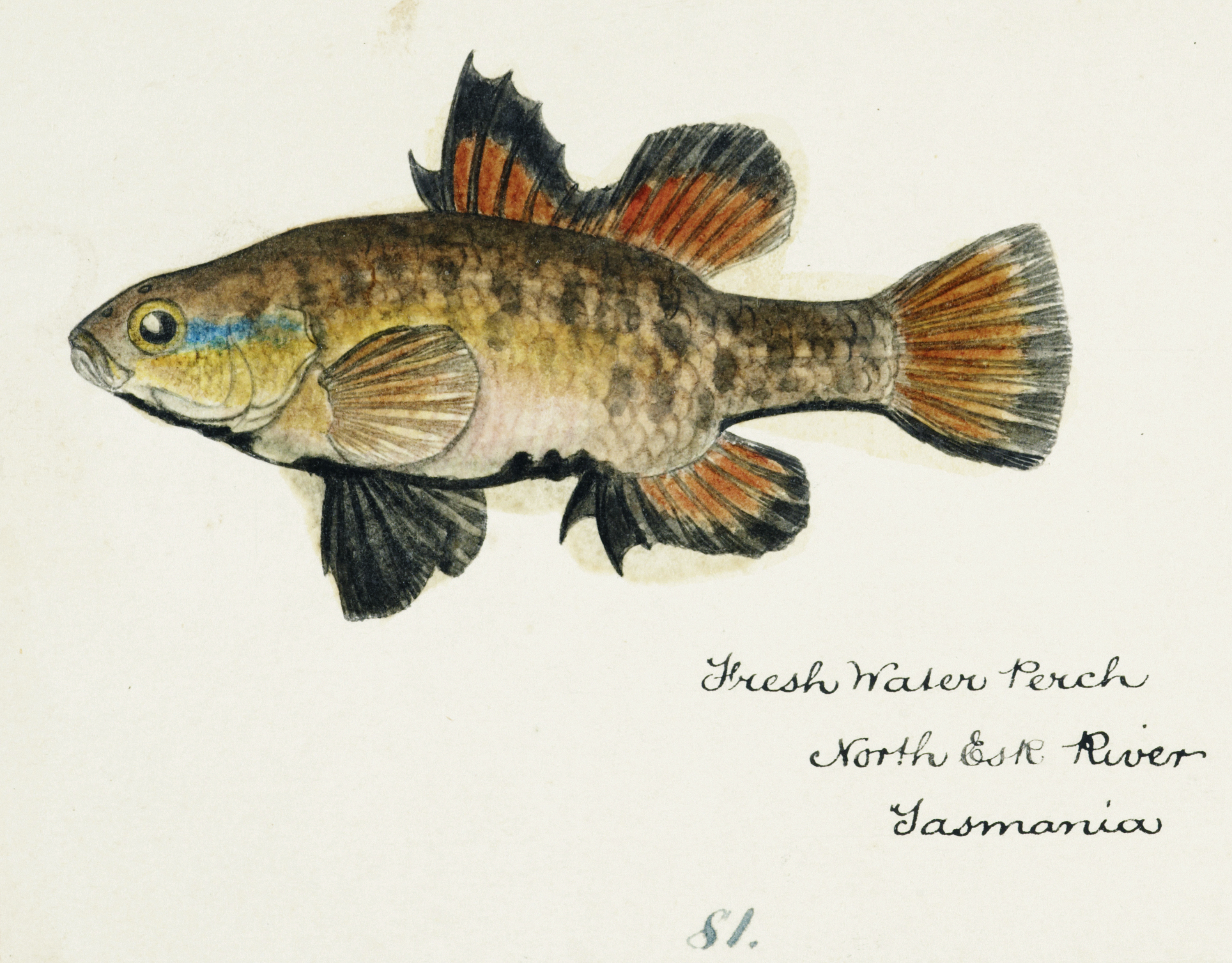 Southern Pacific fishes illustrations by F.E. Clarke 48