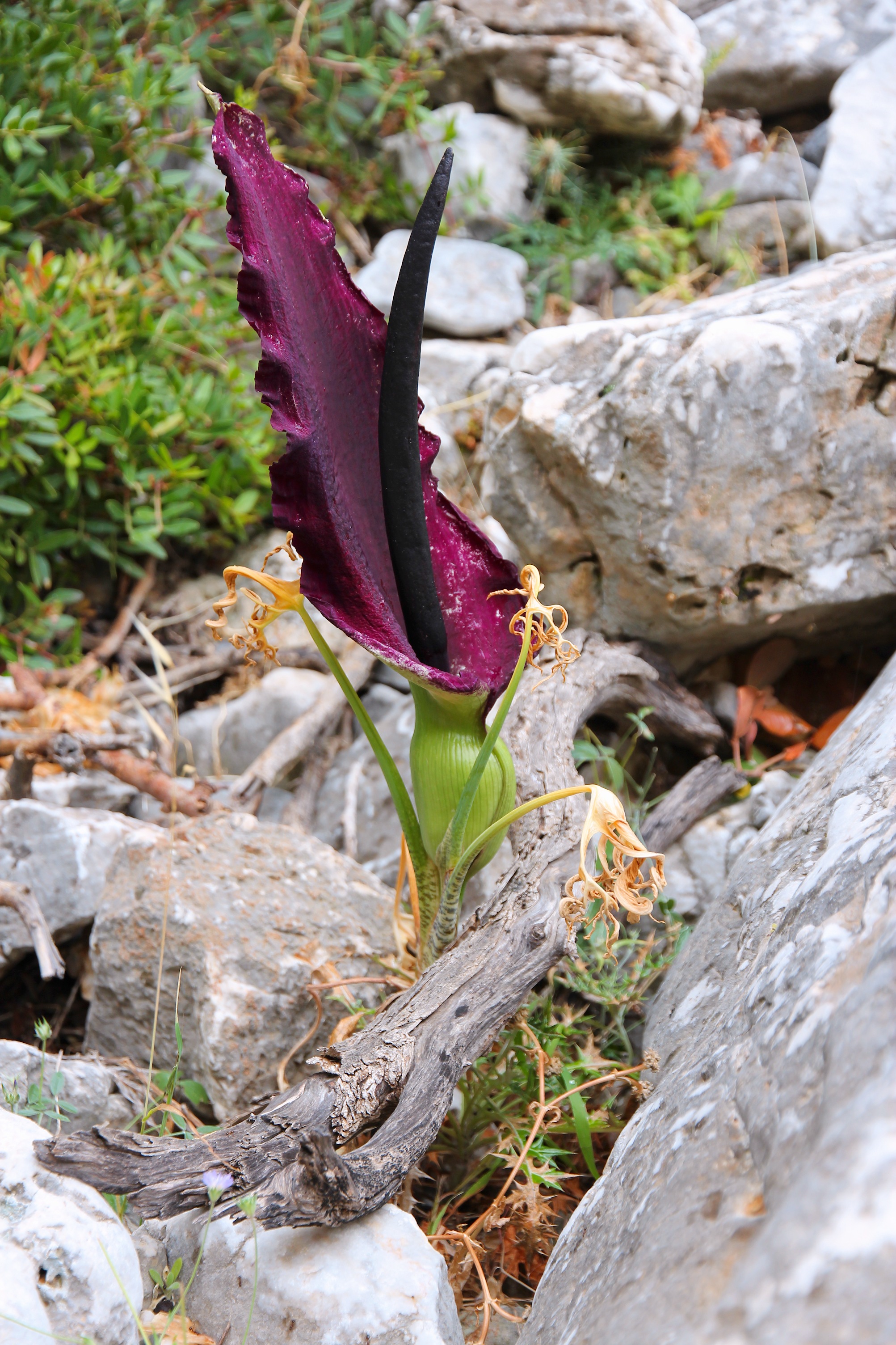 044 Dracunculus vulgaris at Akrotiri peninsula, Crete, Greece