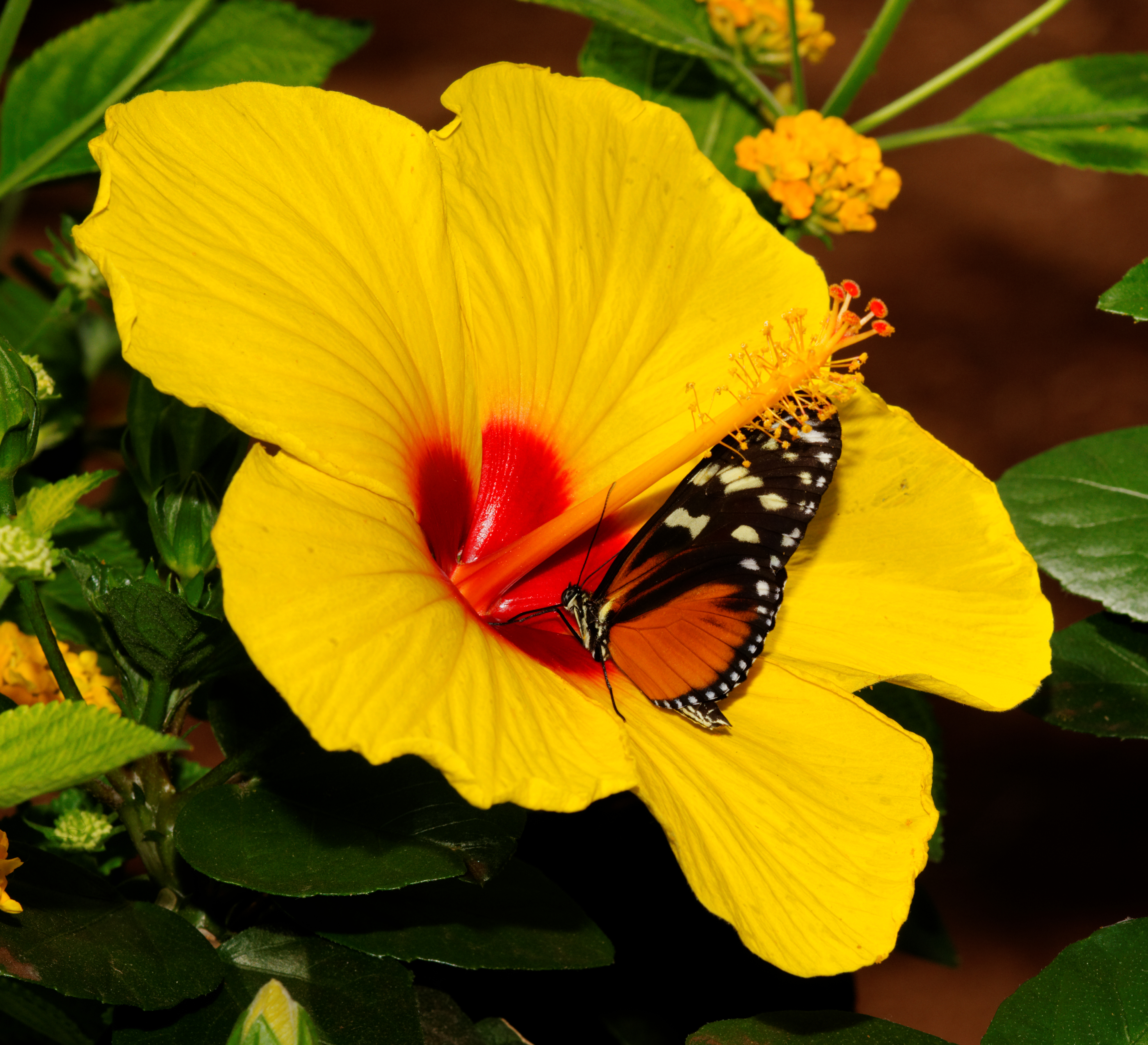 2011-08-08 14-58-39-papillon-hunawihr