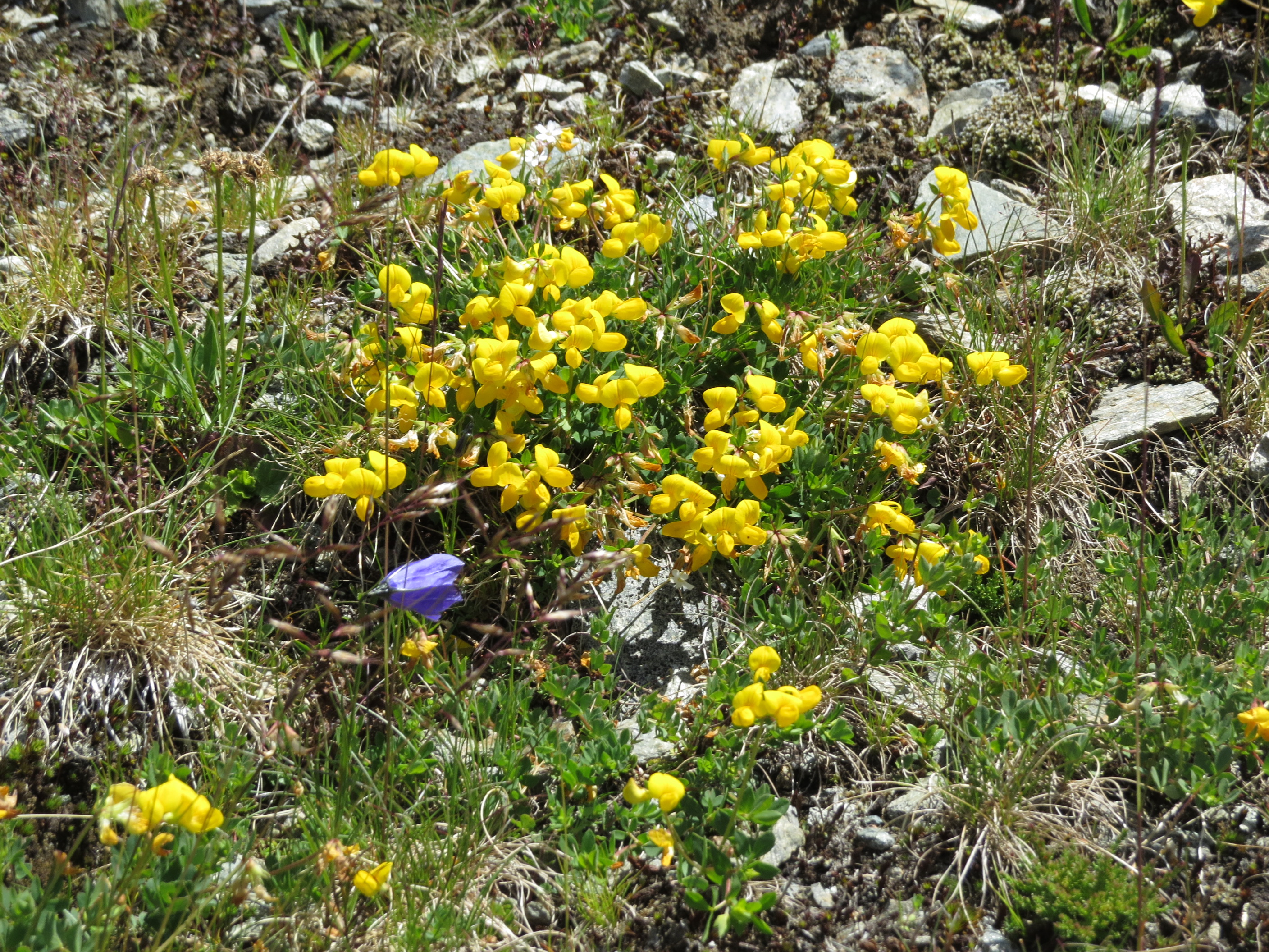 2017-07-15 (052) Unidentified Fabaceae in Matrei in Osttirol