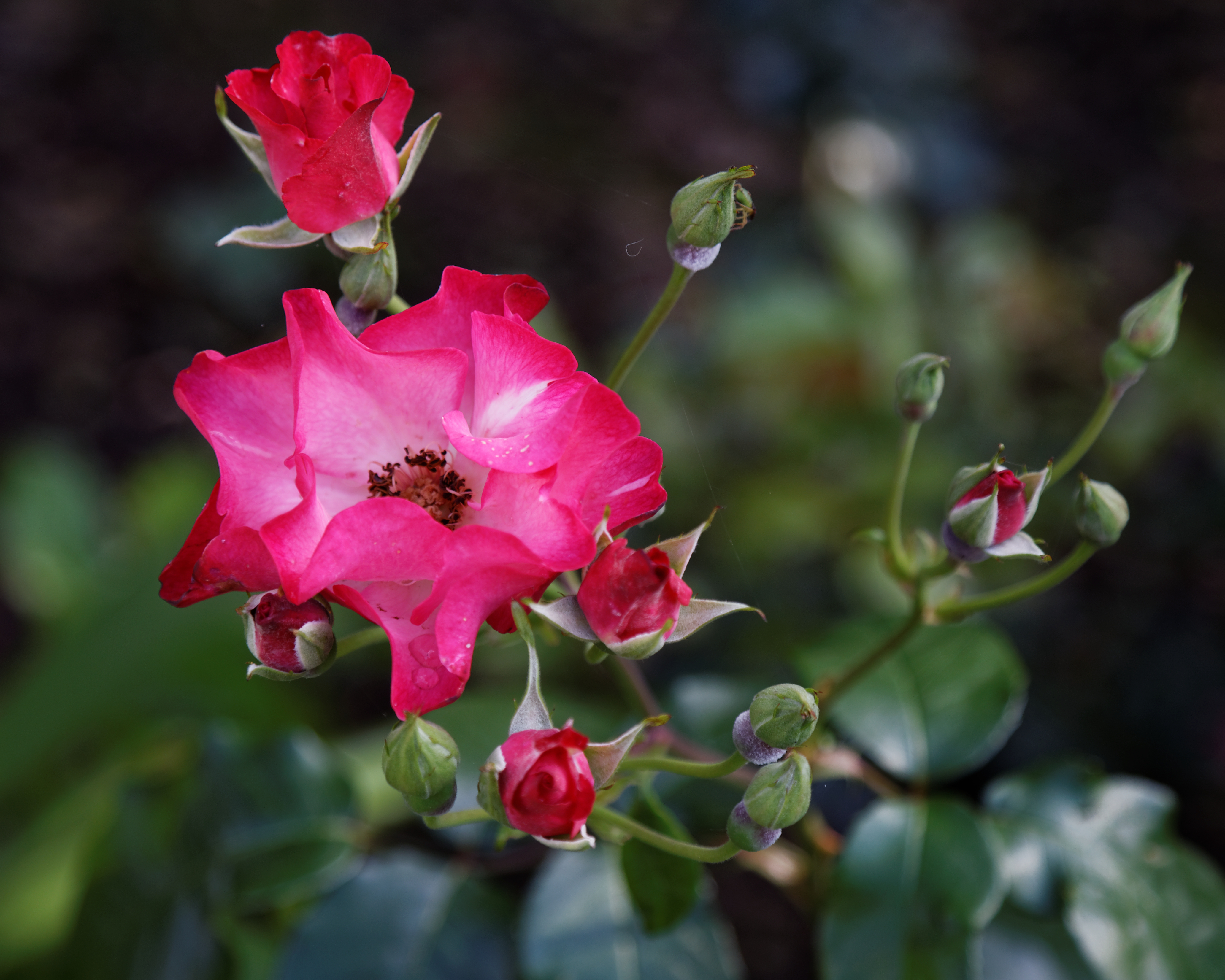 'Rosa Sadlers Wells' modern shrub rose Capel Manor College Gardens Enfield London England