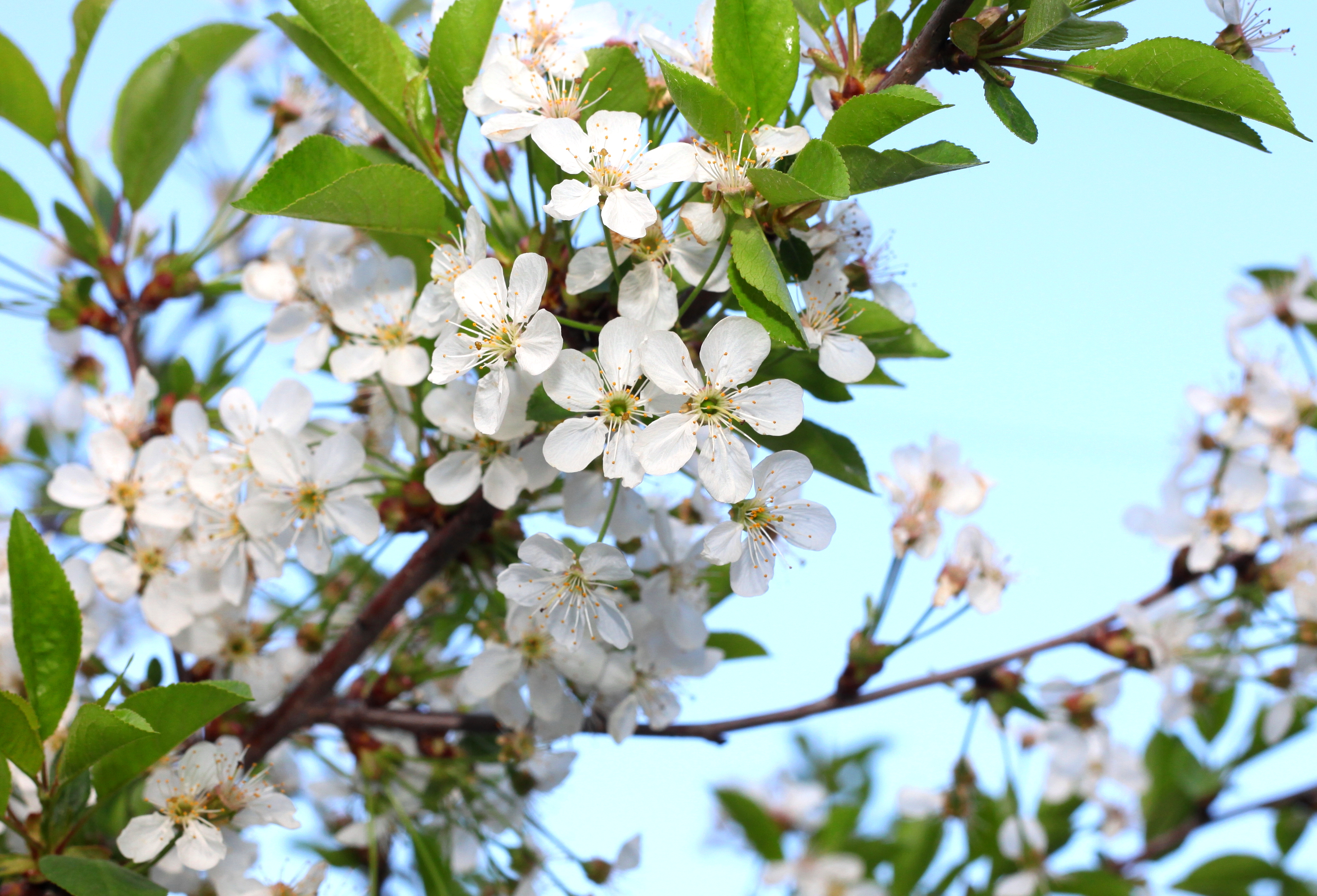 a branch of a blossomming tree in May 2013
