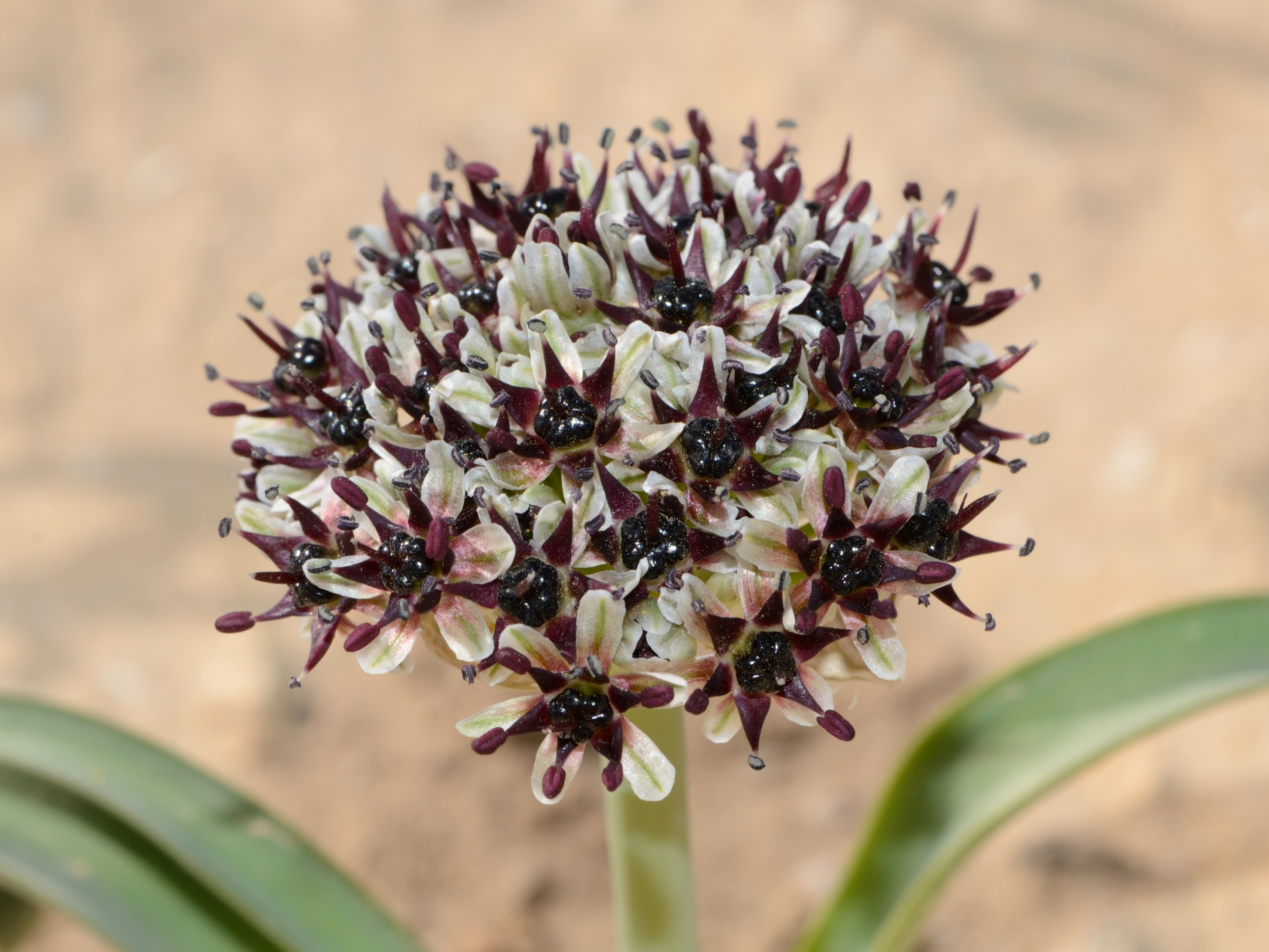 Allium rothii 1