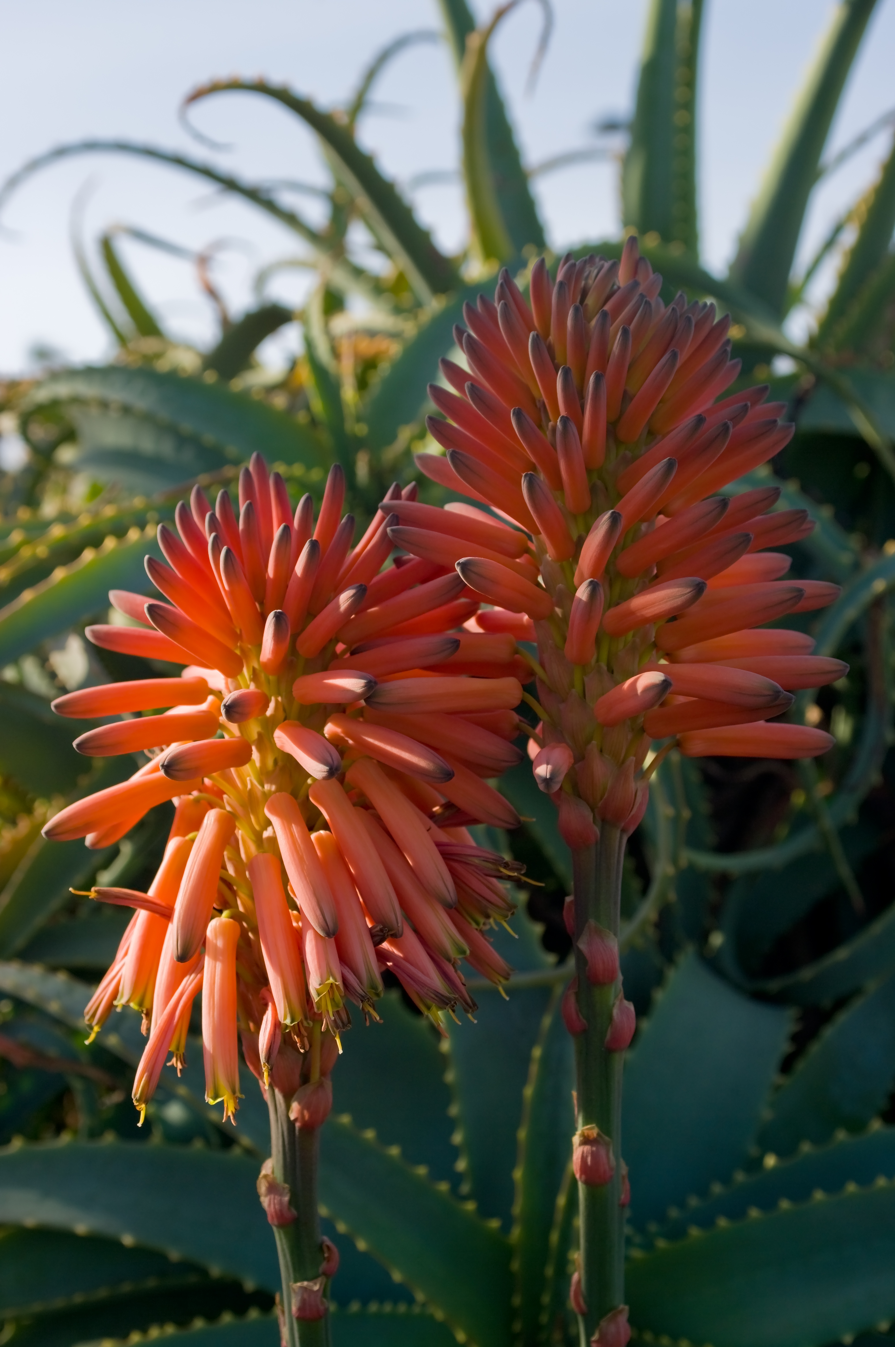Aloe arborescens IMGP0225