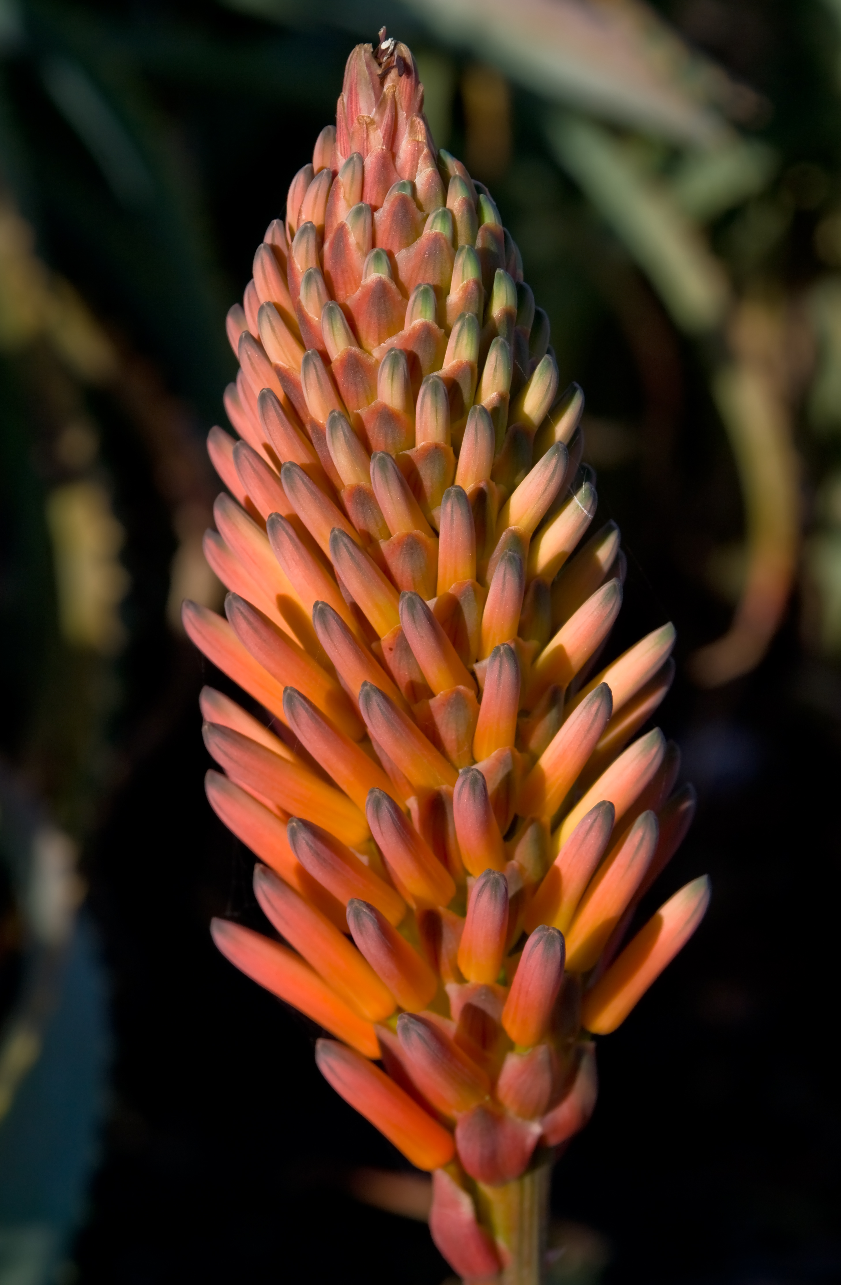 Aloe arborescens IMGP0249