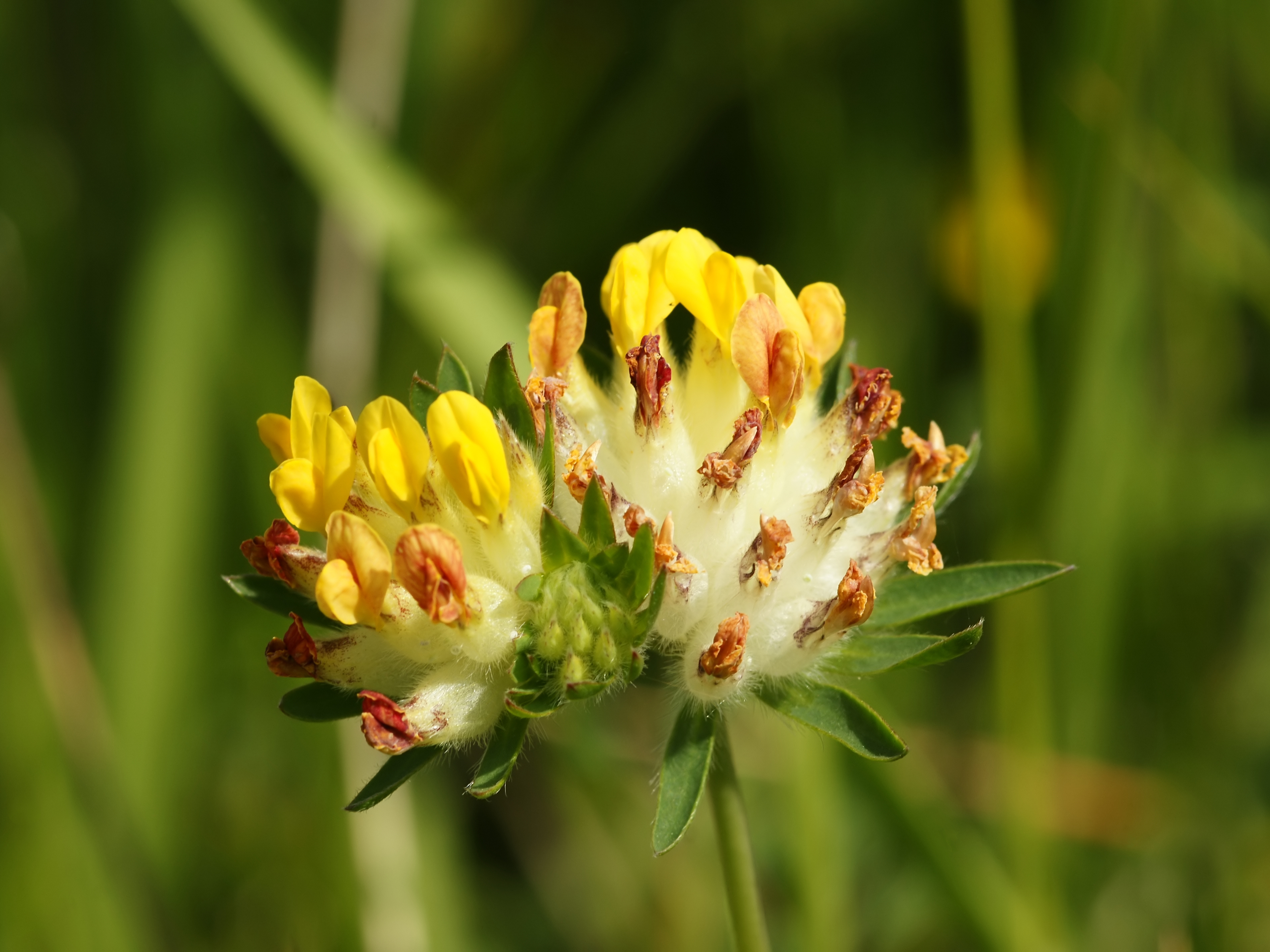 Anthyllis vulneraria (flower head)