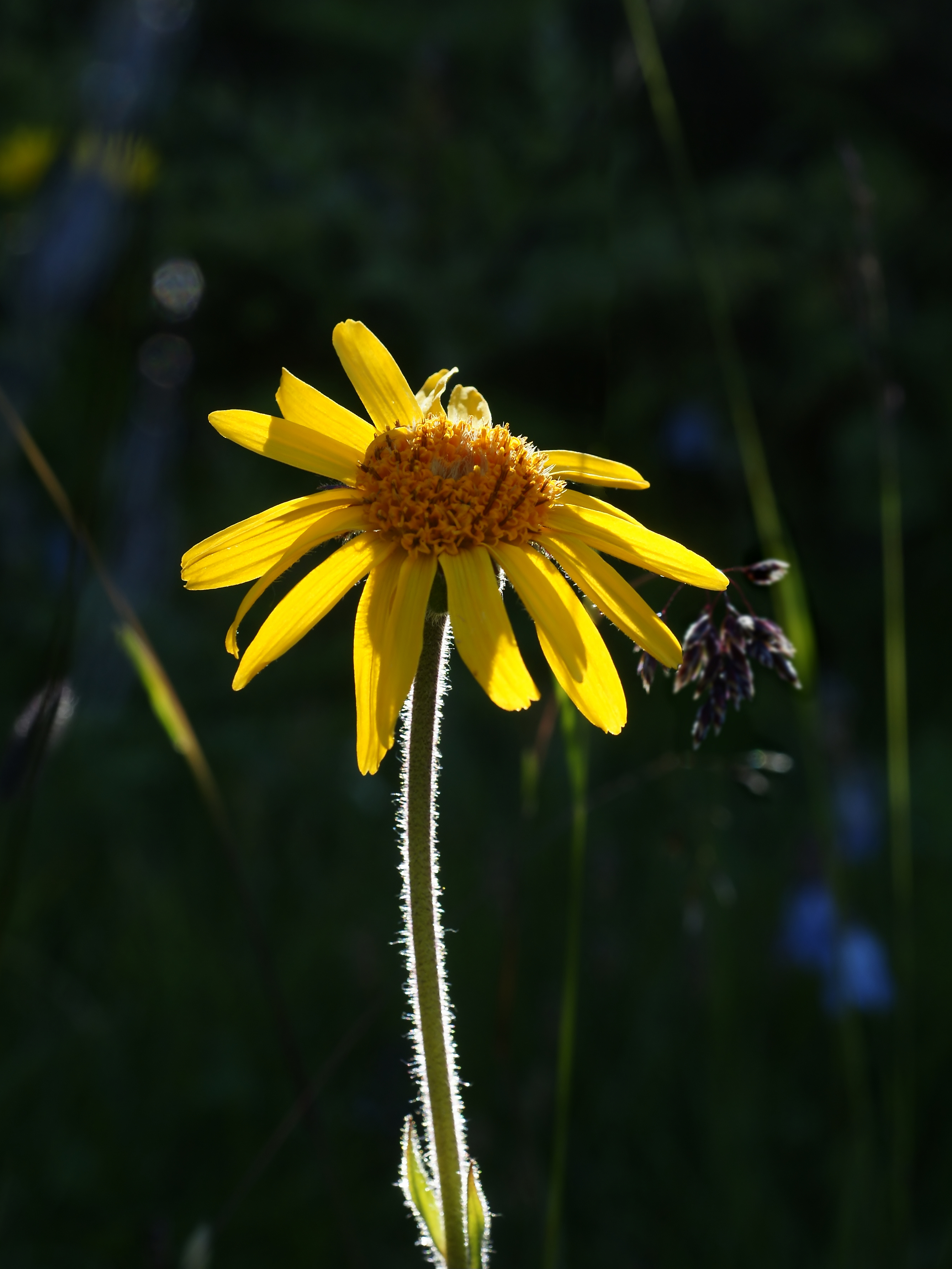 Arnica montana (flower)
