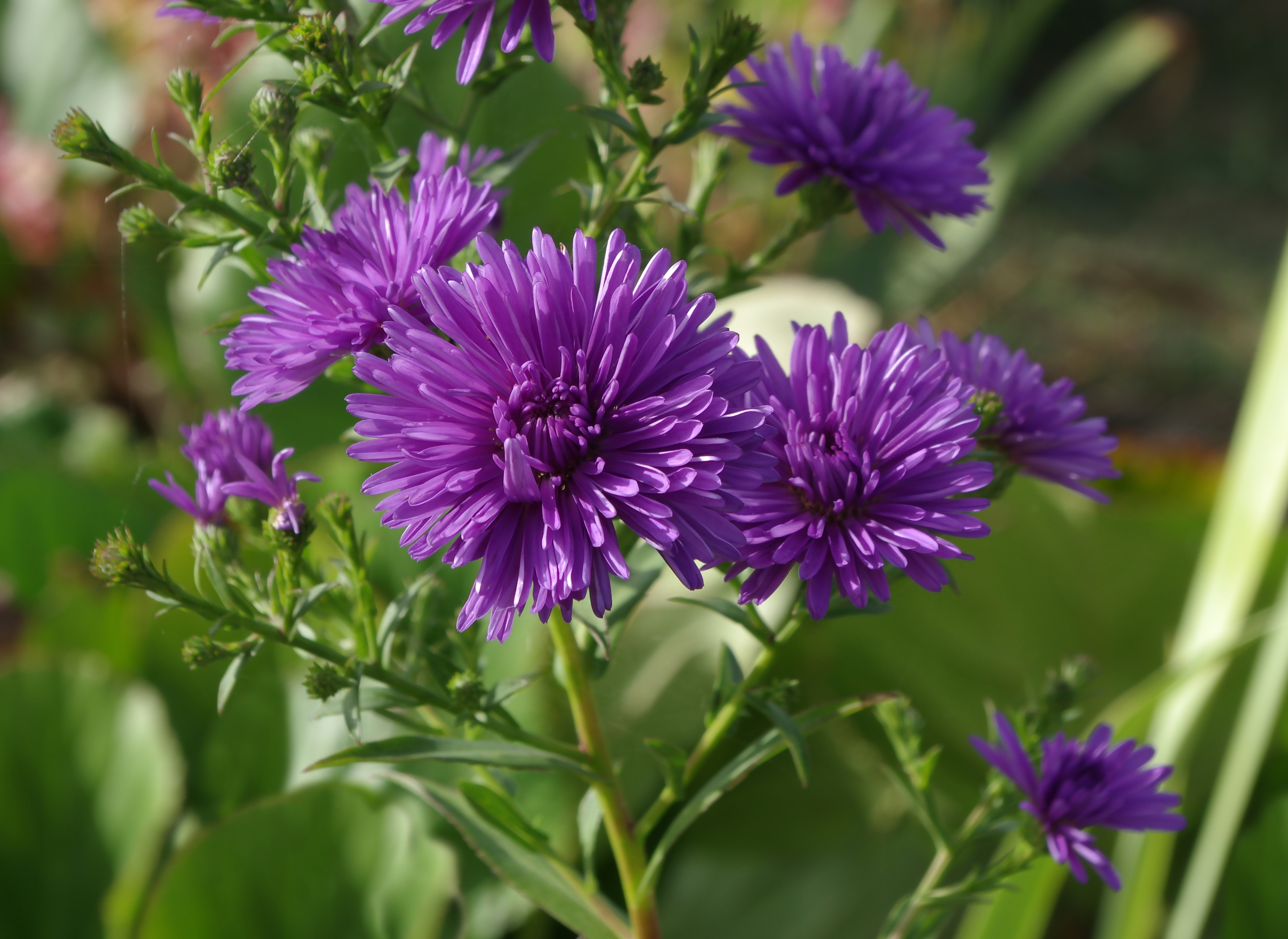 Asters FR 2012