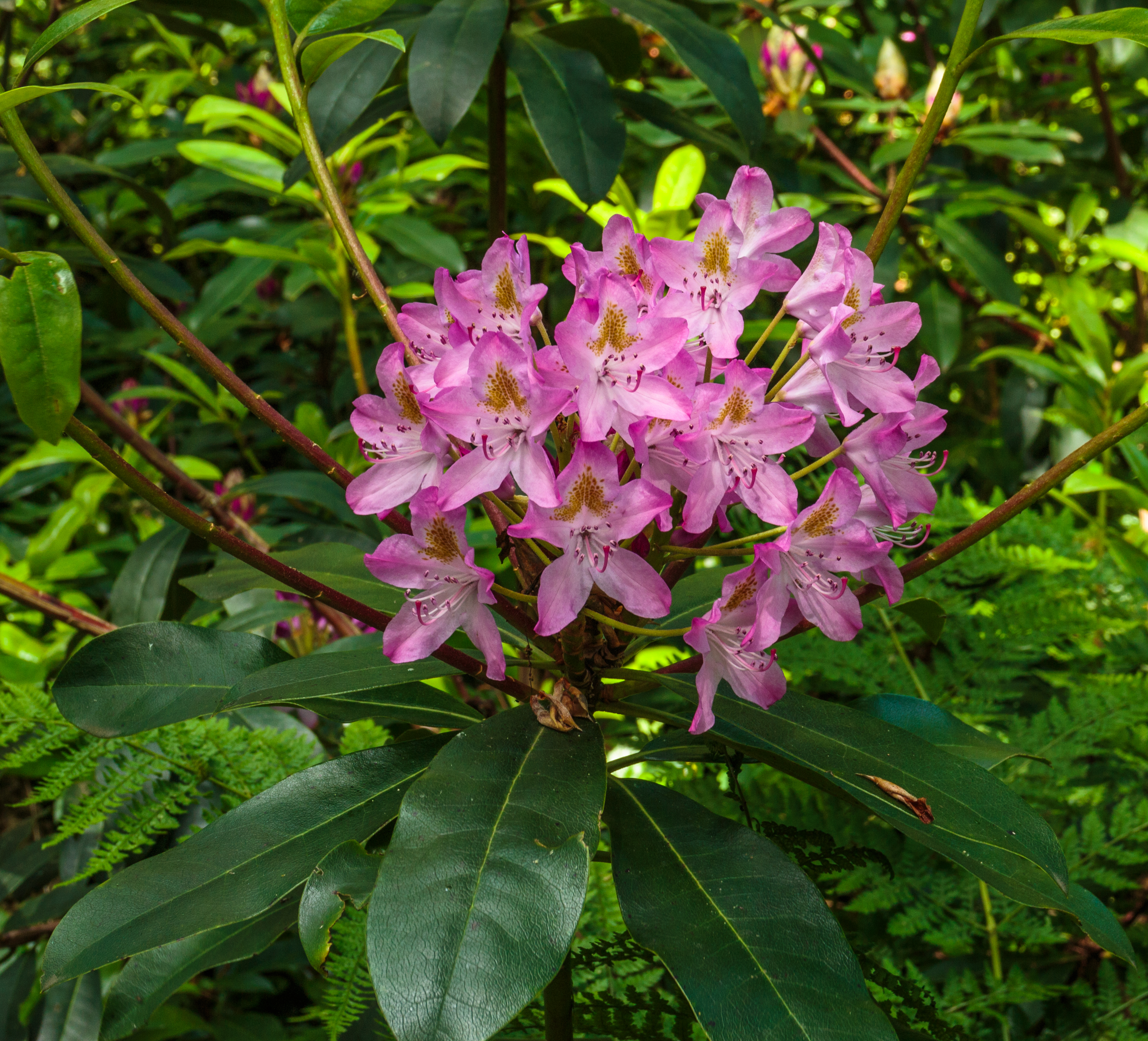 Bloem van Rododendron. Locatie, Tuinen Mien Ruys