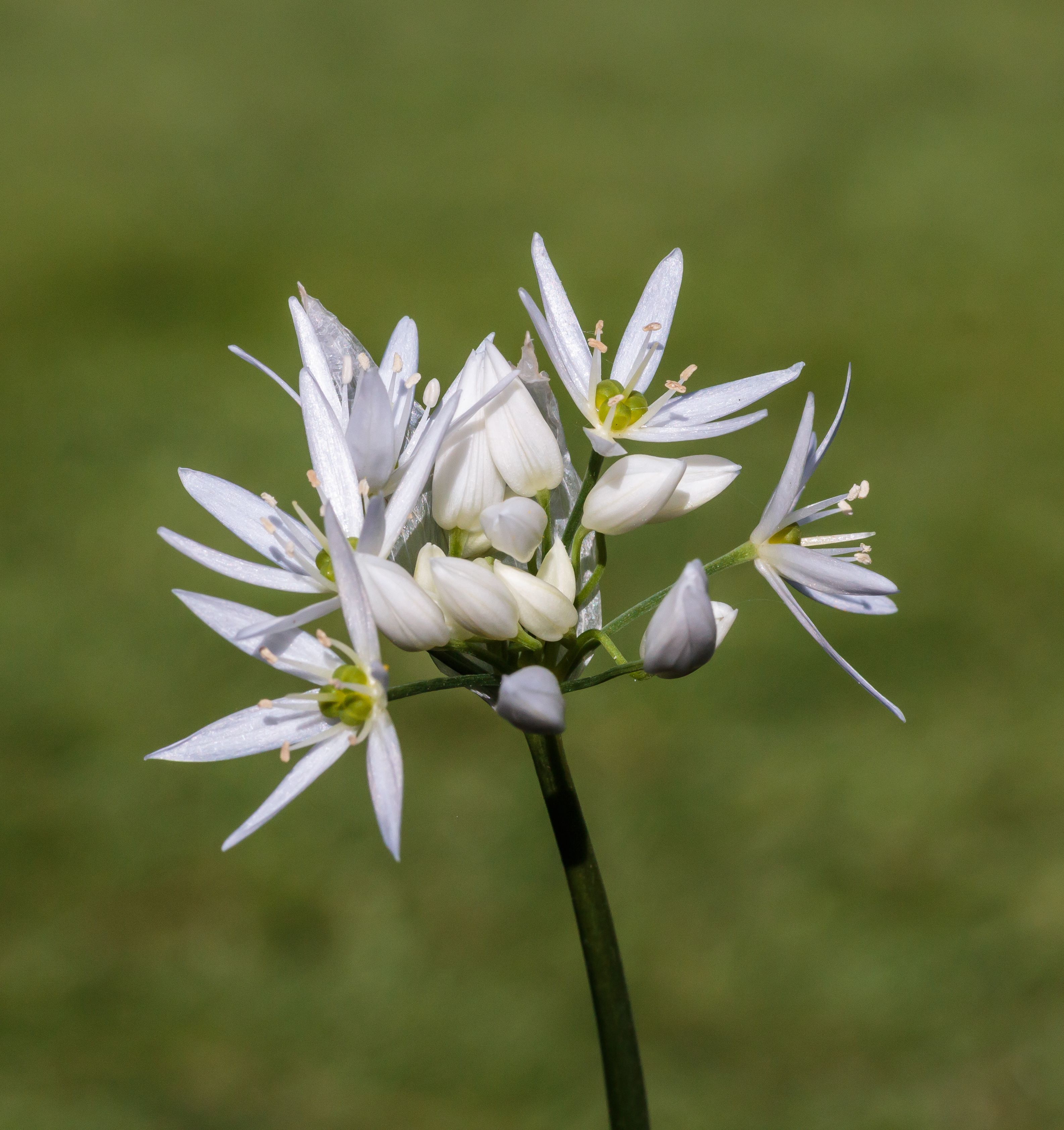 Bloemen en knoppen van daslook (Allium ursinum). Locatie, De Famberhorst 02