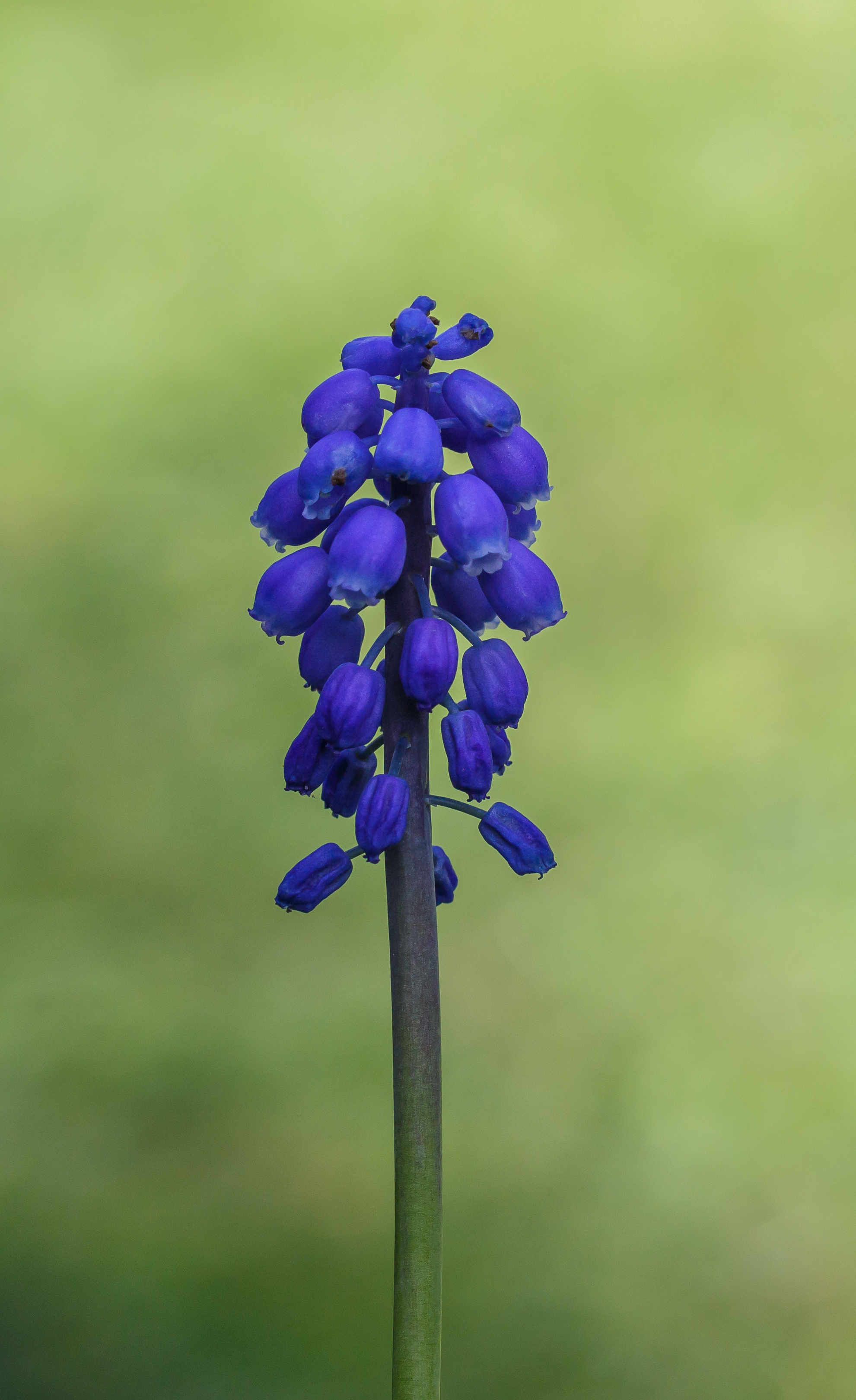Bloemen van blauw druifje (Muscari botryoides) Locatie, De Famberhorst 01