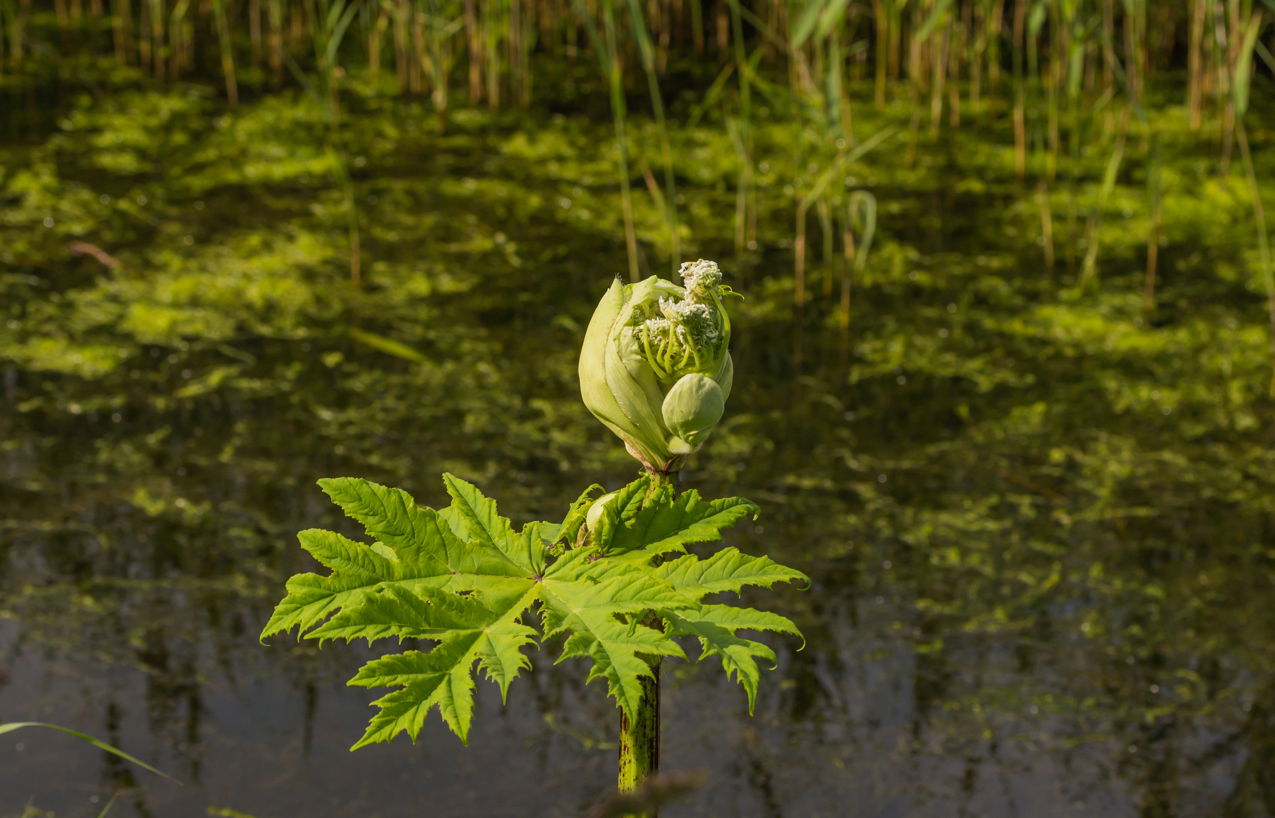 Bloemknop gewone berenklauw (Heracleum sphondylium). Locatie. Nationaal Park Lauwersmeer in Groningen