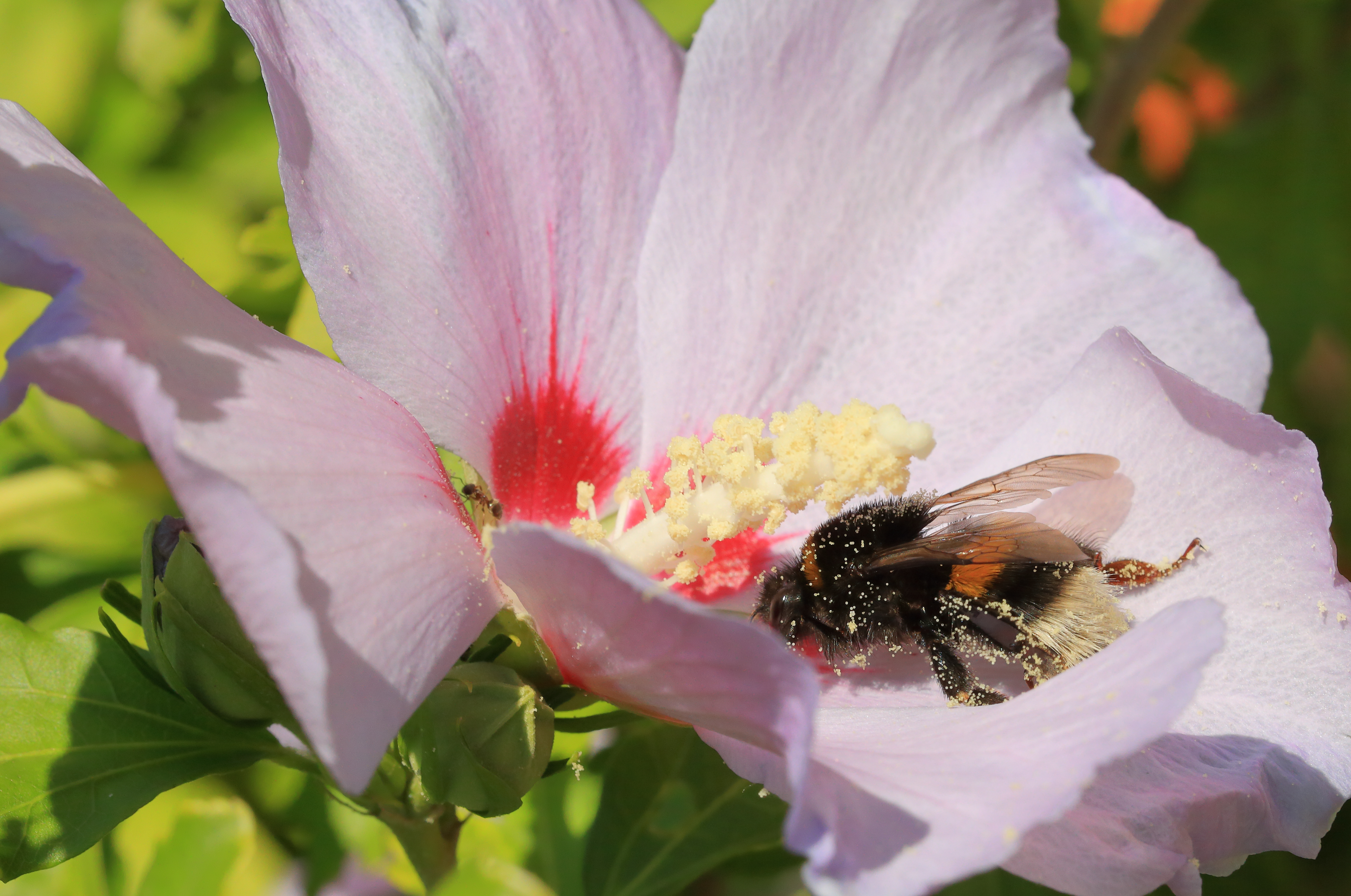 Bumblebee on Hibiscus Blossom