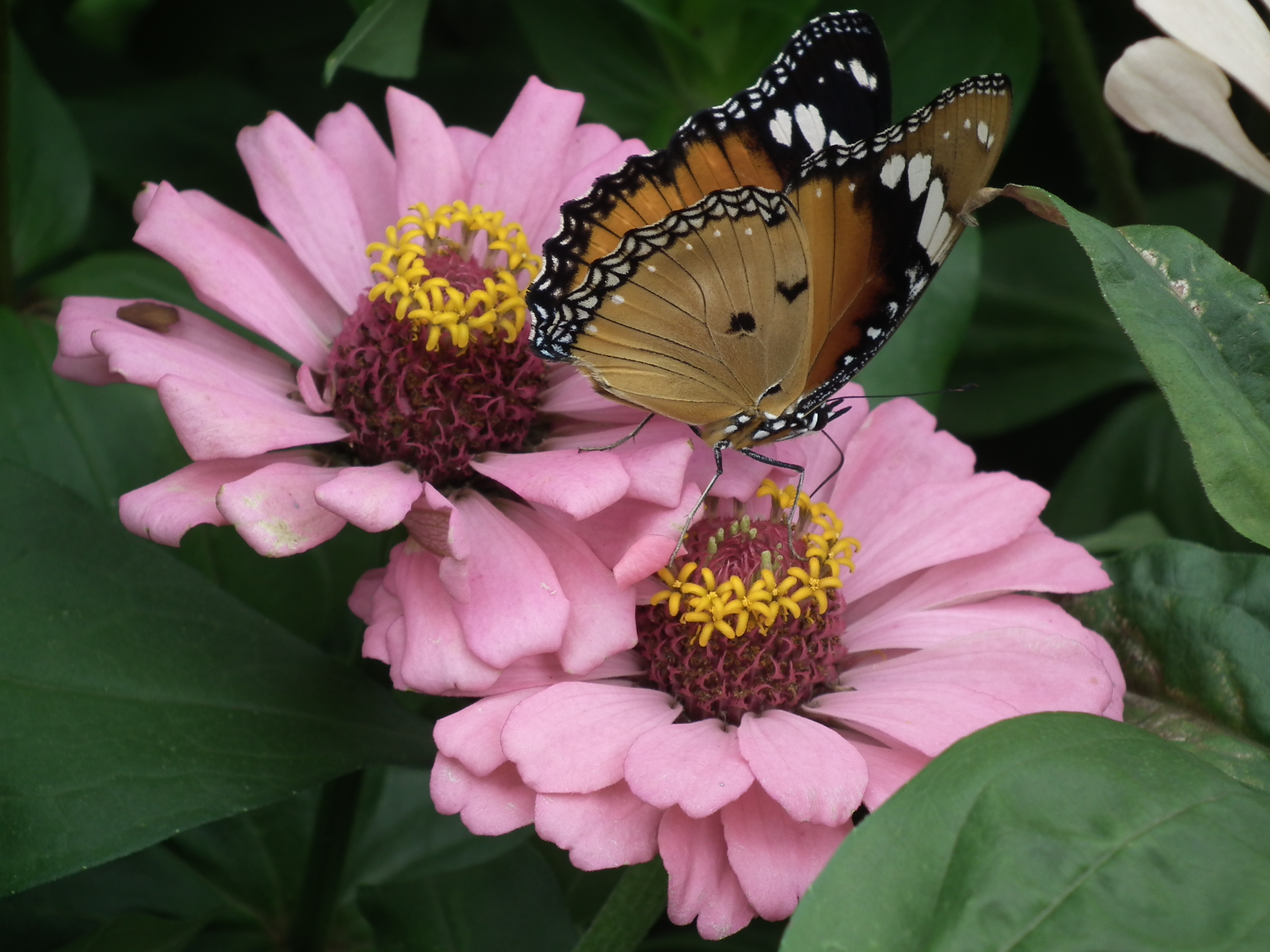 Butterfly on Zinnia from Lalbagh 8617 30