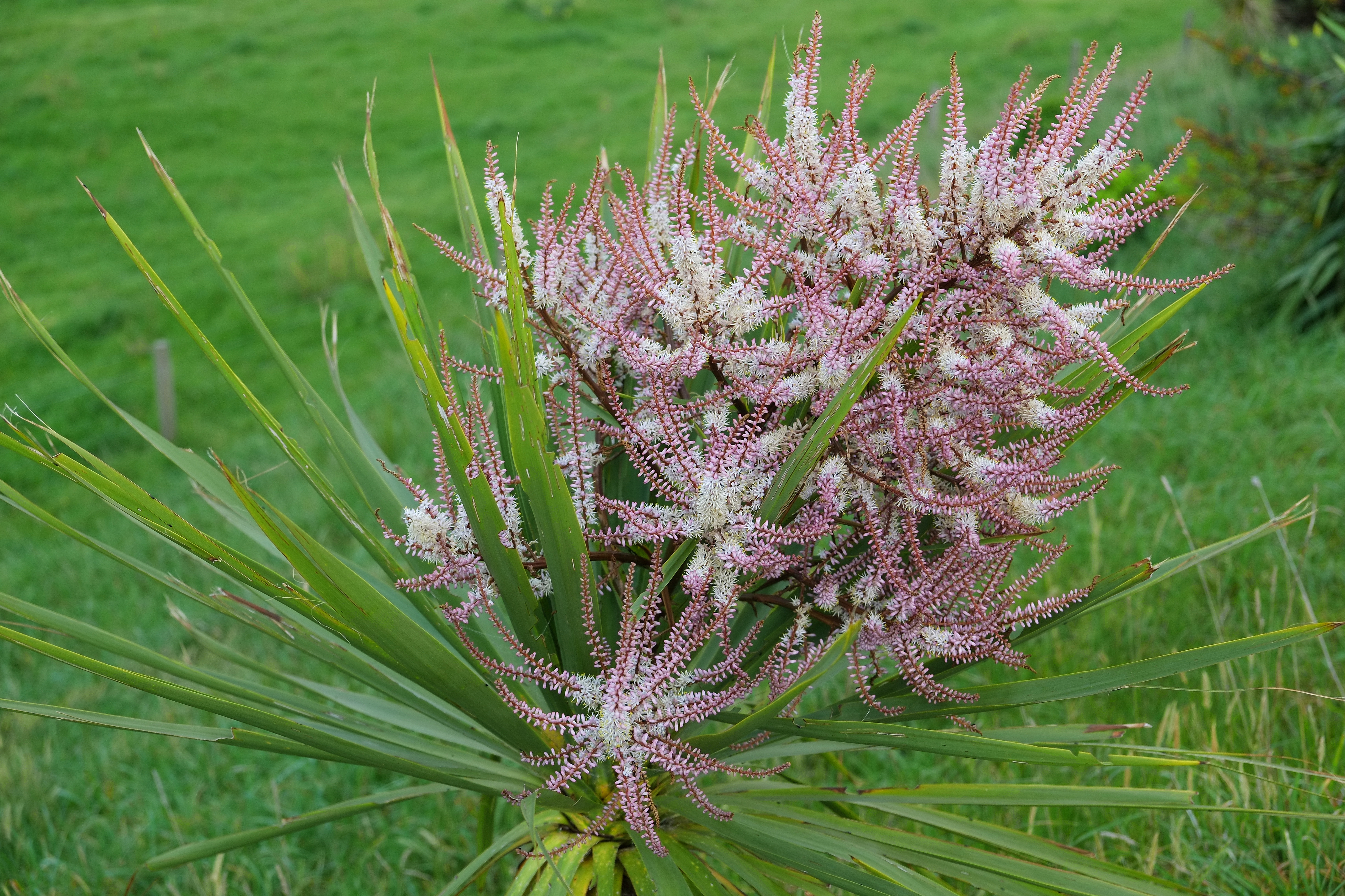 Cabbage tree flower spike with pink bracts