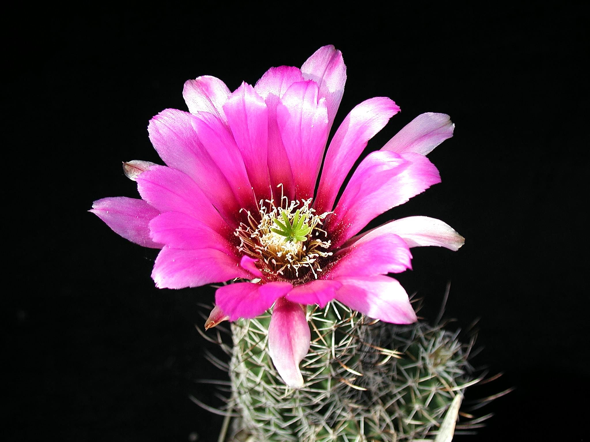 Cactus detailed image