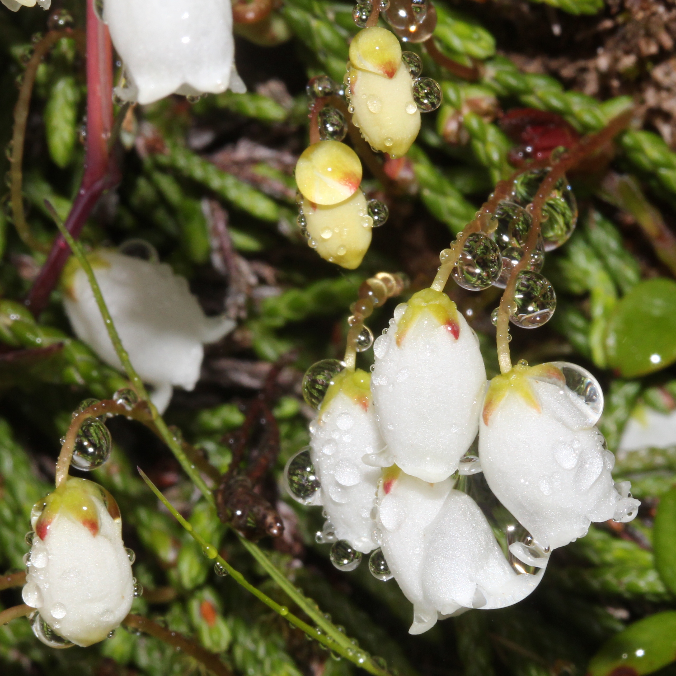 Cassiope lycopodioides (with Water droplets)