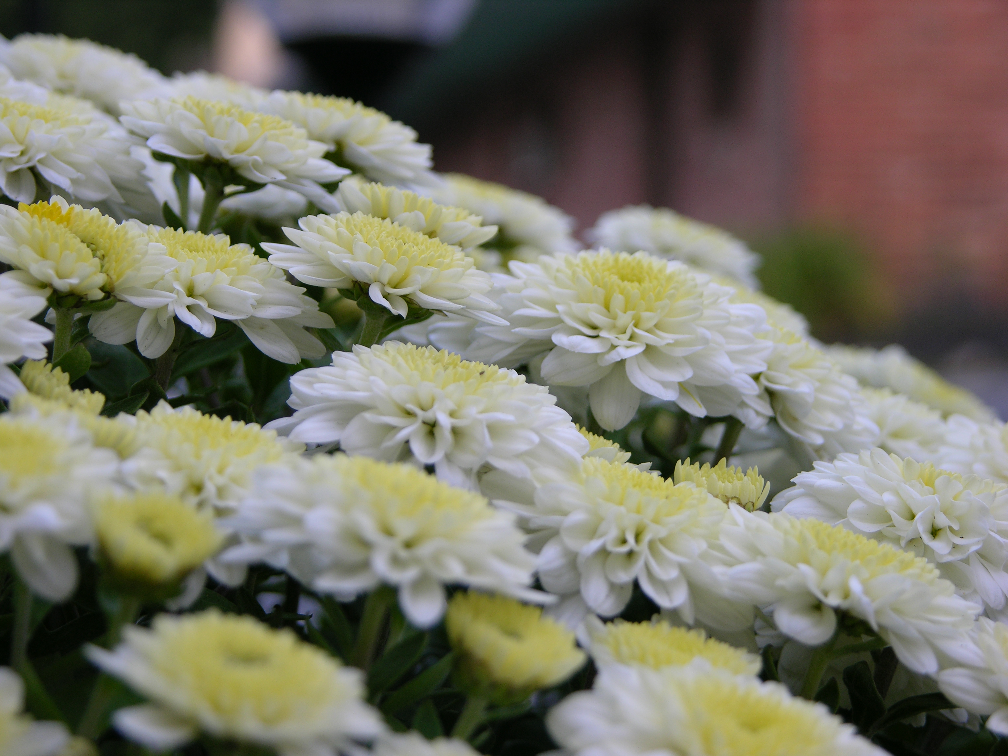 Chrysanthemum Bunch Closeup 3264px
