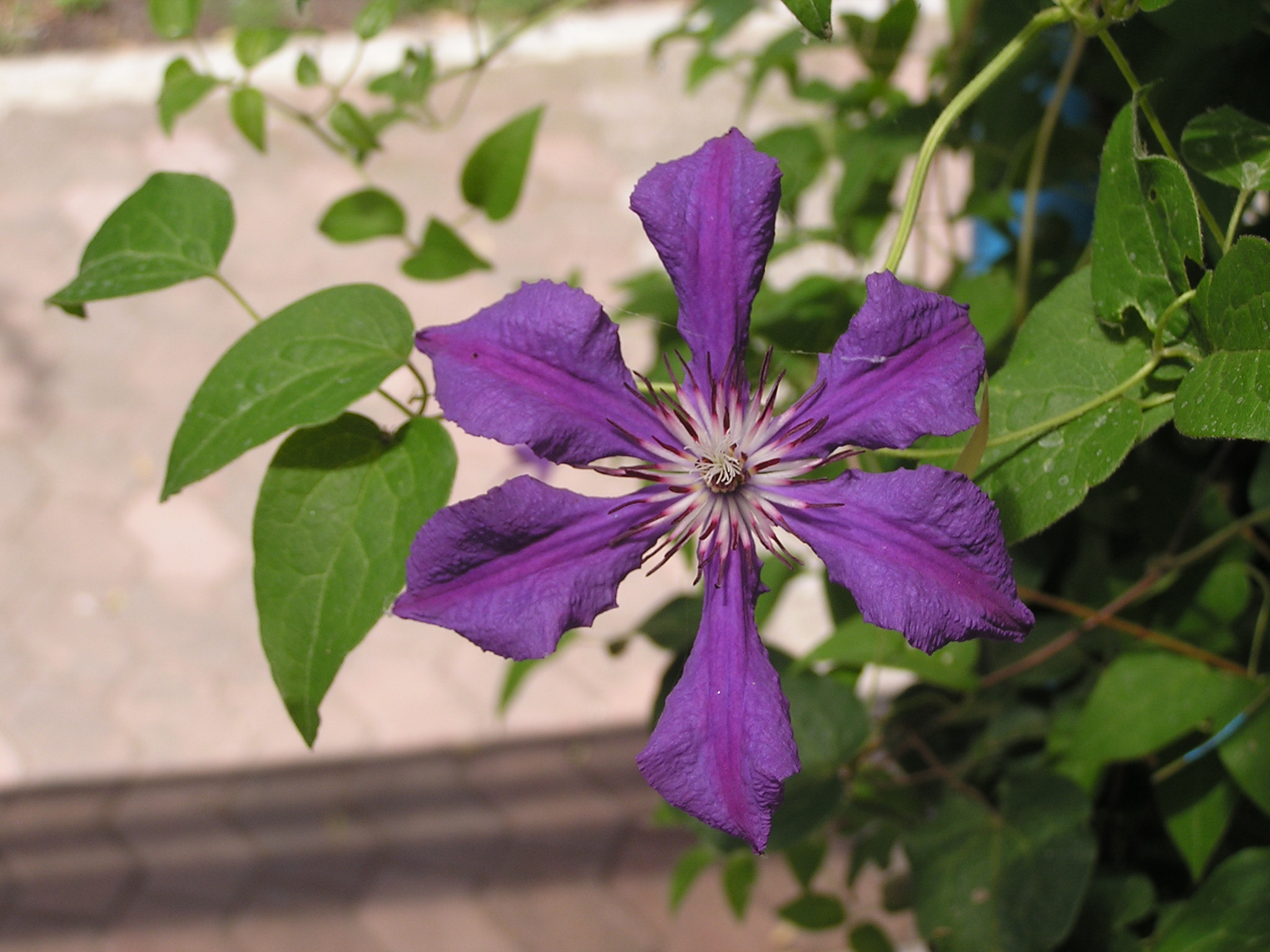 Clematis cultivars in Sedovo 1