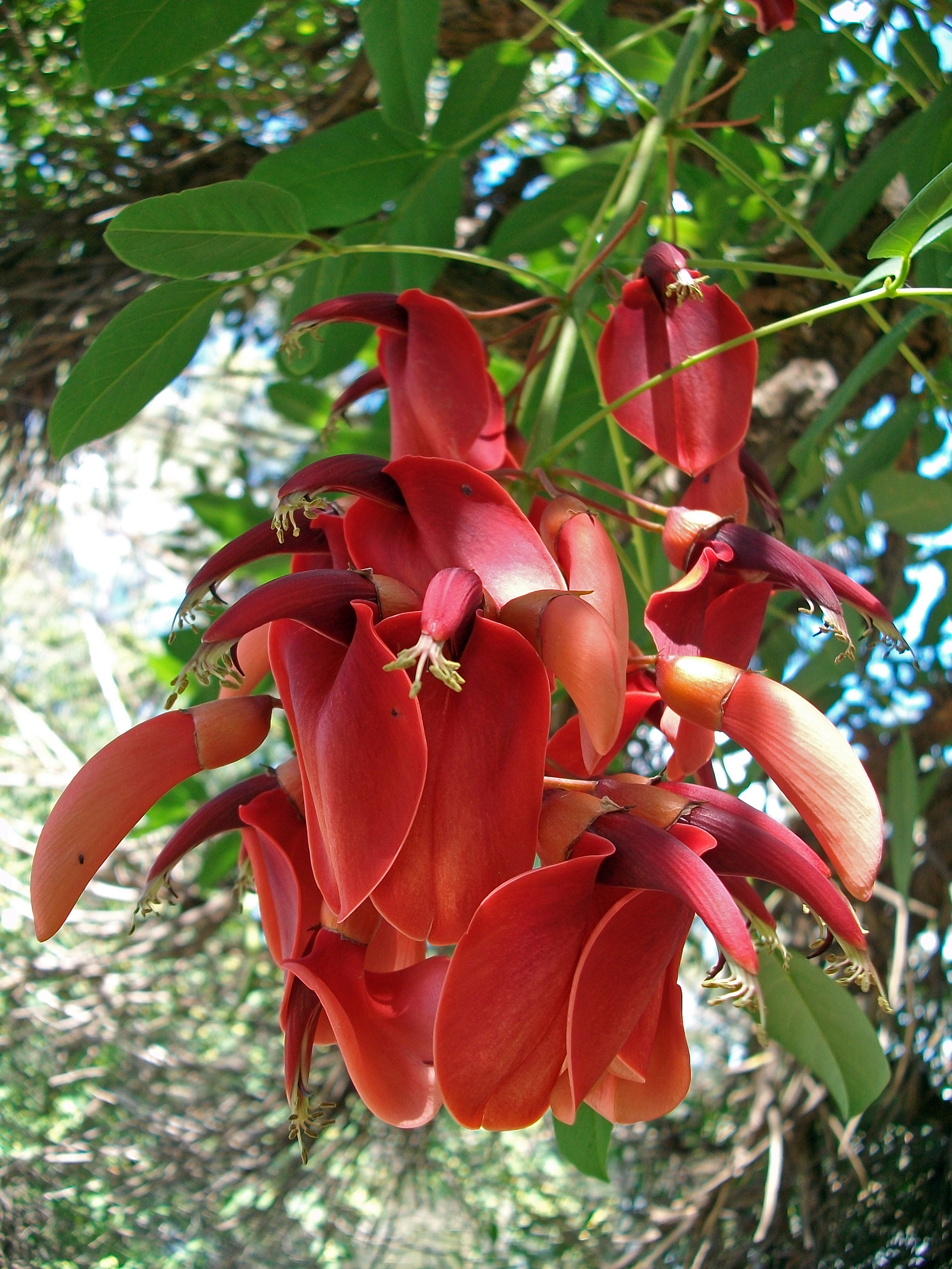 Cockspur Coral Tree (Erythrina crista-galli) leaves and flowers