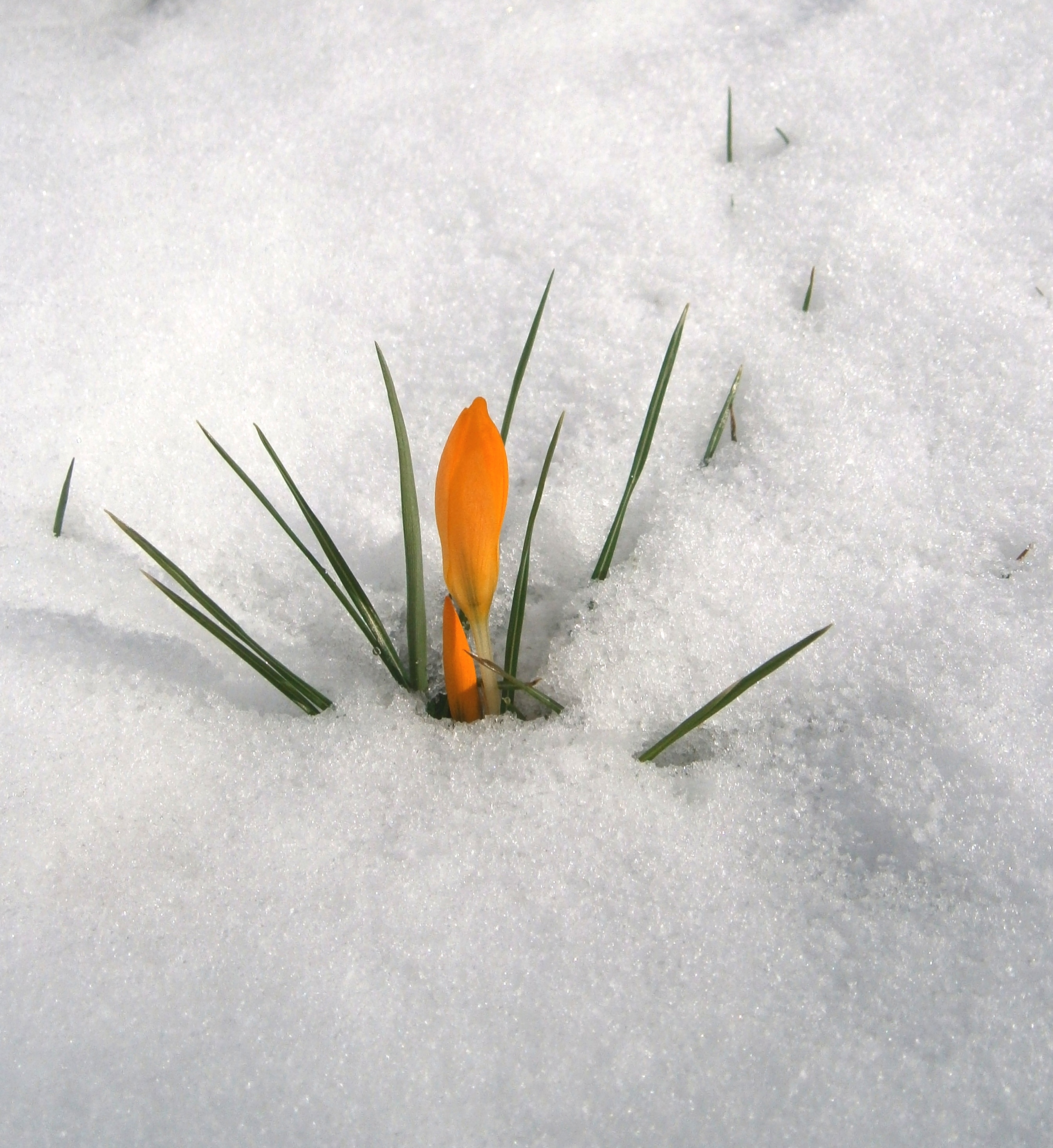 Crocus flavus ssp flavus in snow