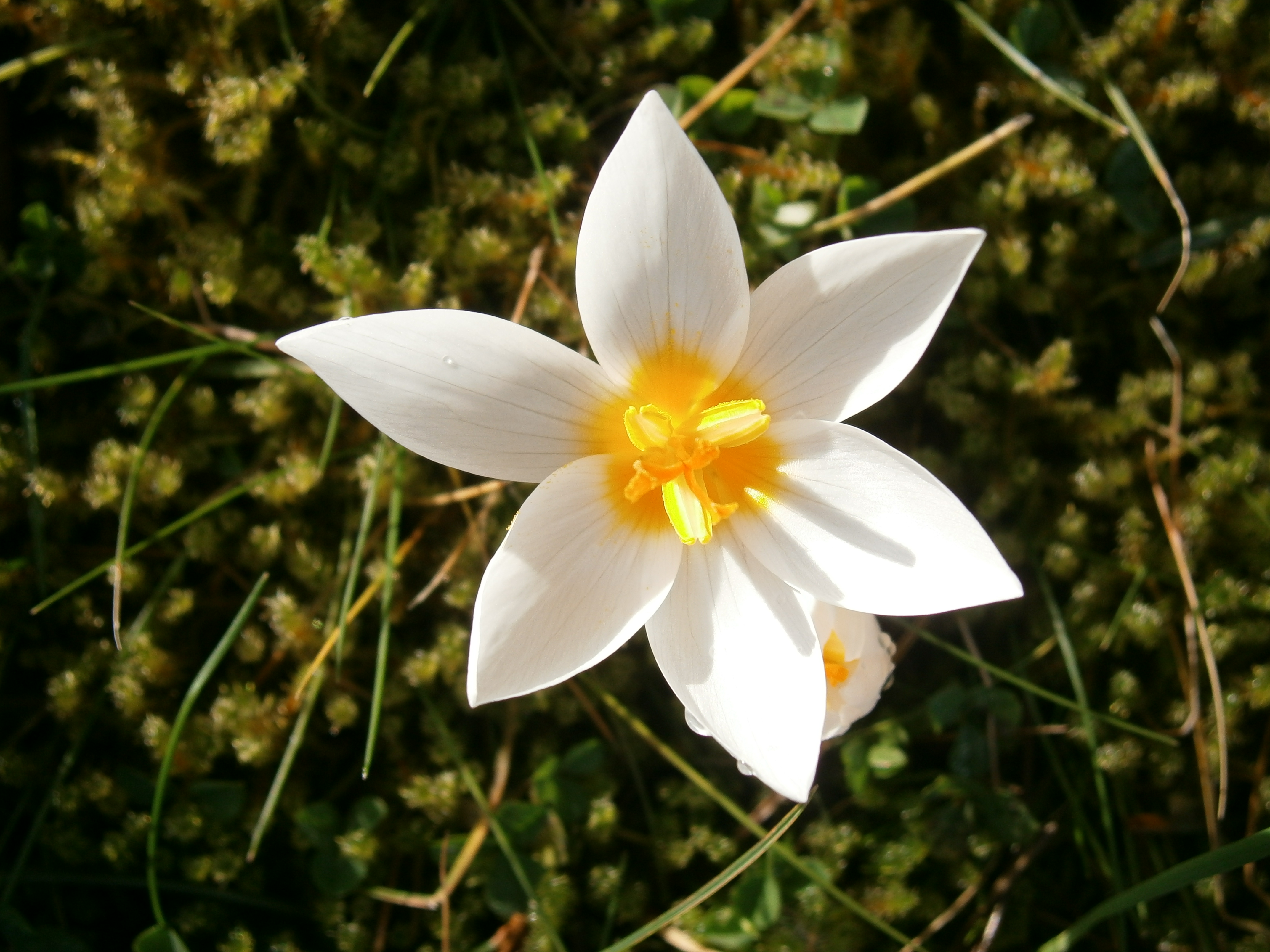 Crocus sieberi Bowles White flower close-up