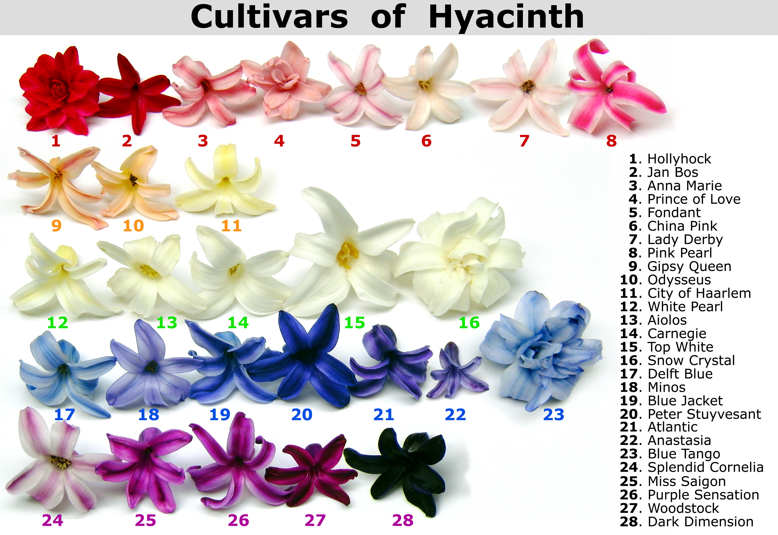 Cultivars of Hyacinth